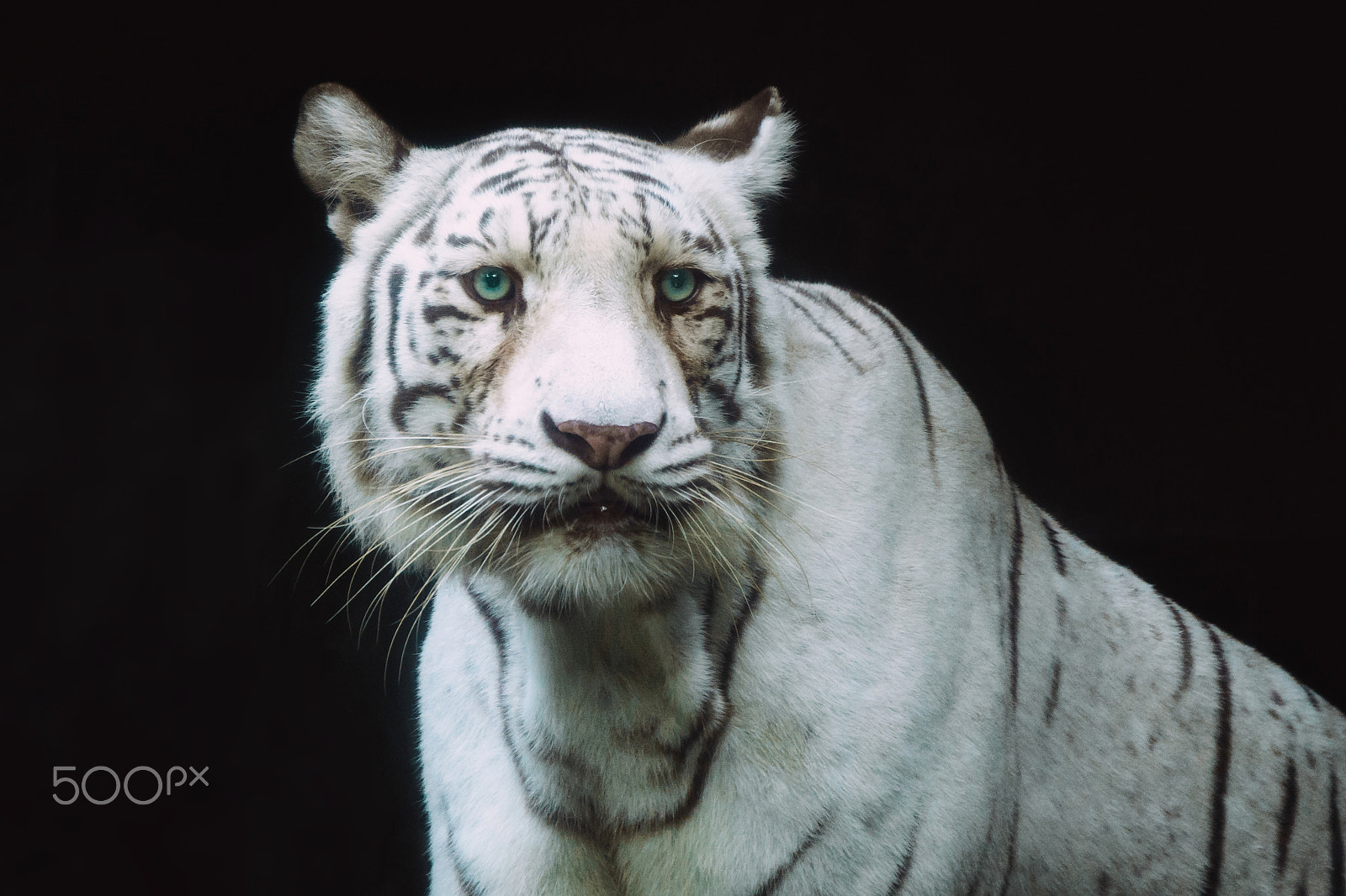 Sony E 55-210mm F4.5-6.3 OSS sample photo. Tiger photography