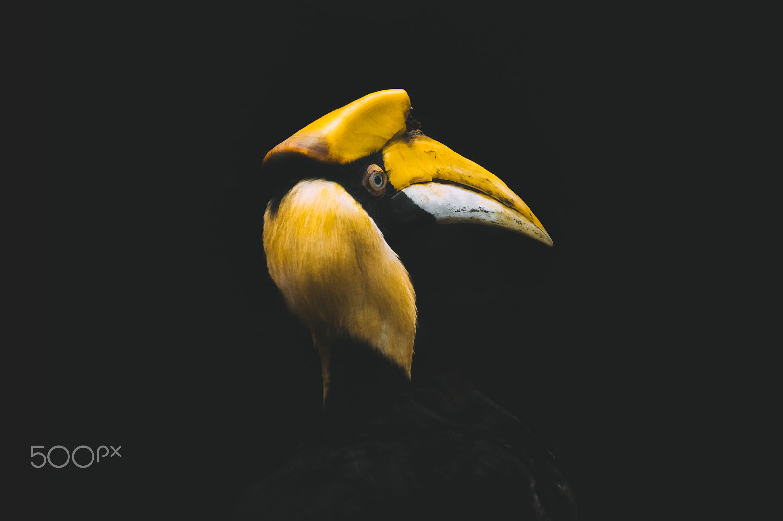 Sony E 55-210mm F4.5-6.3 OSS sample photo. Great hornbill photography