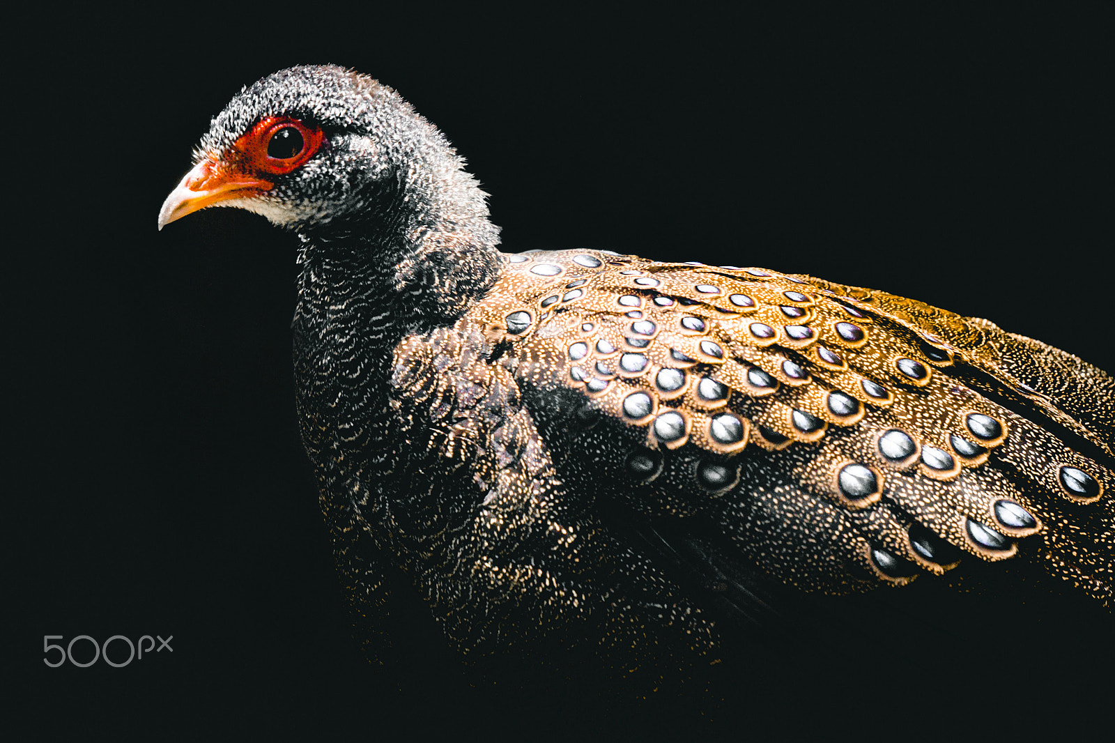 Sony E 55-210mm F4.5-6.3 OSS sample photo. Pheasant photography