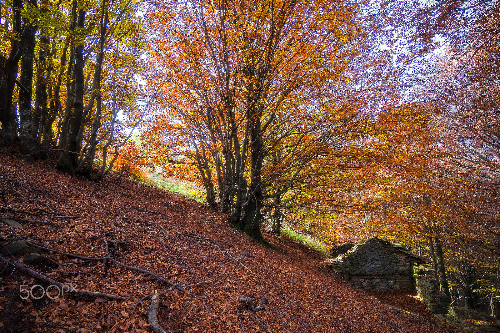 Sony Alpha a5000 (ILCE 5000) + Sony E 10-18mm F4 OSS sample photo. In the multitude of shades photography