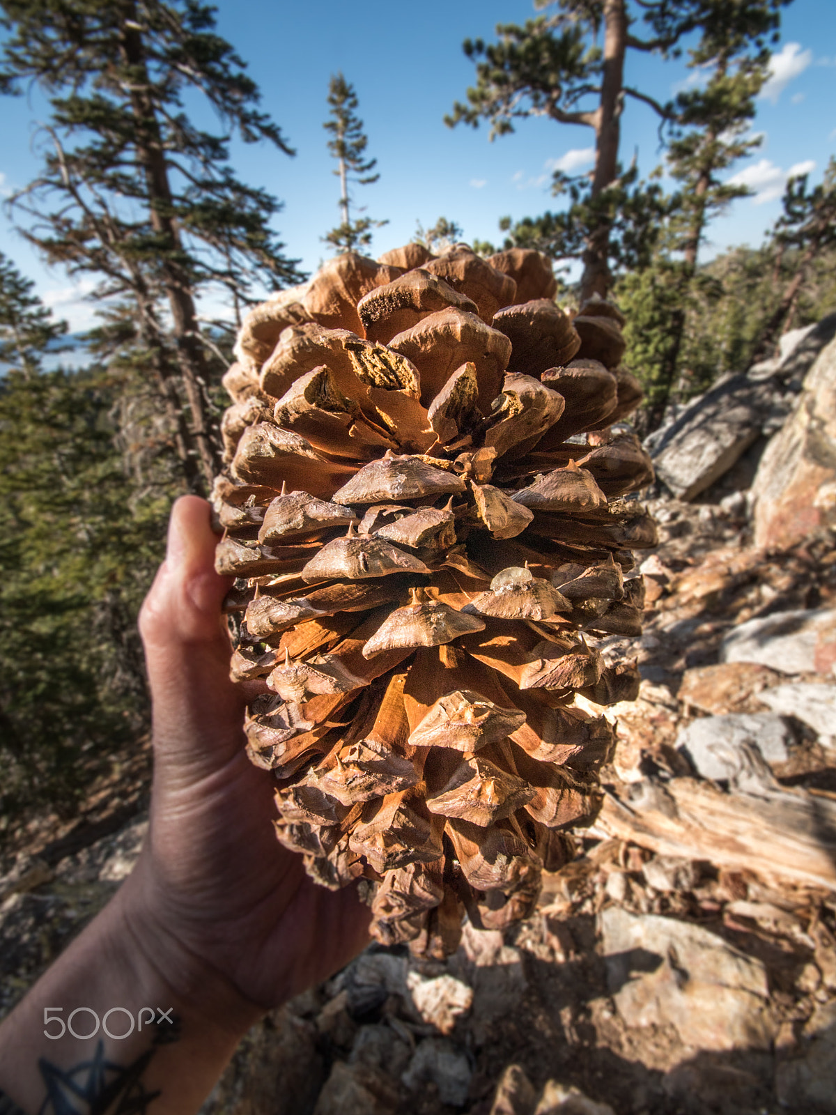 Panasonic Lumix DMC-GH4 sample photo. Giant pine cone photography