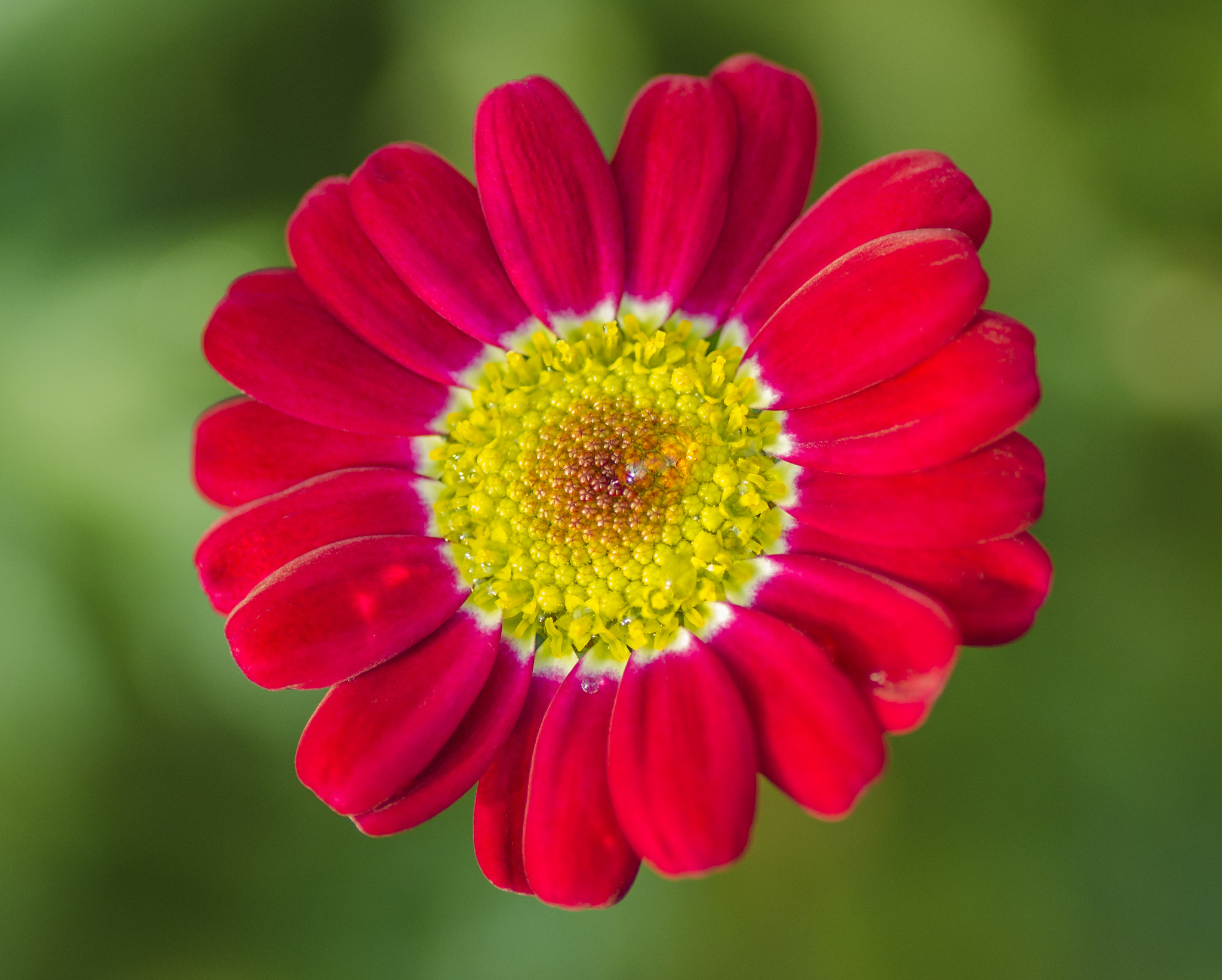 Nikon D5100 sample photo. Red flower photography