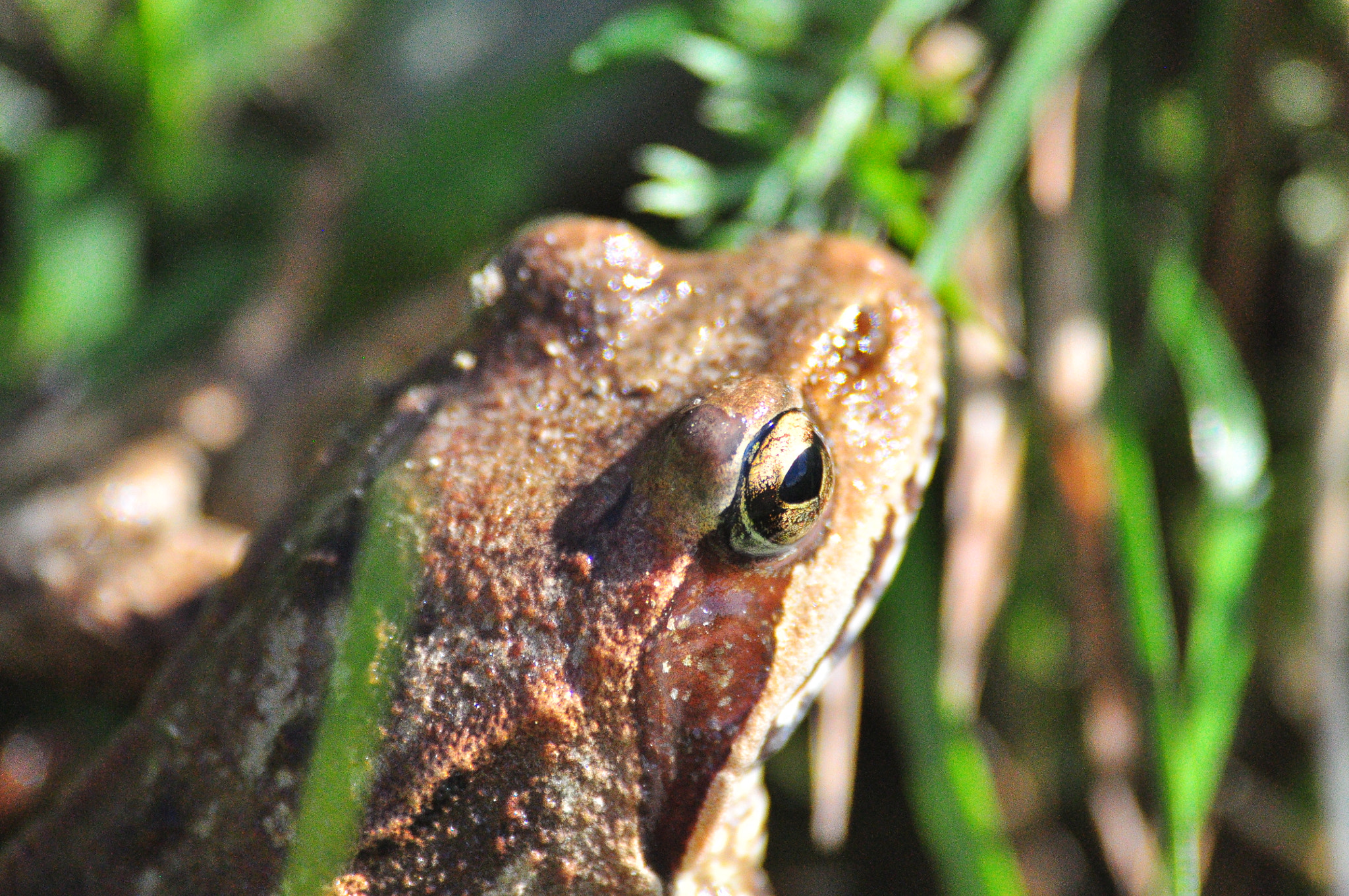 Sigma 70-300mm F4-5.6 APO DG Macro sample photo. Frog photography