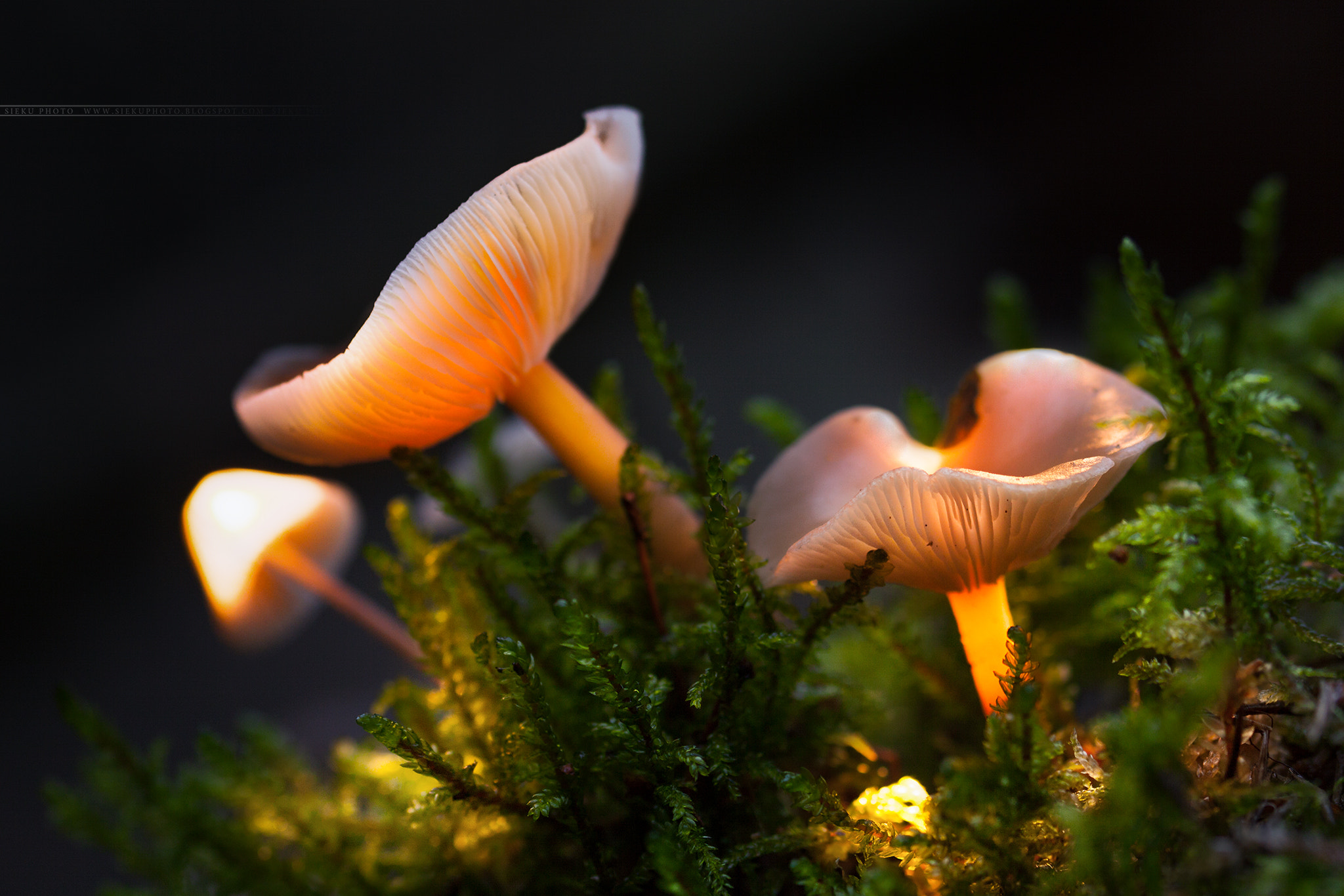 Canon EF 100mm F2.8L Macro IS USM sample photo. Mushrooms photography