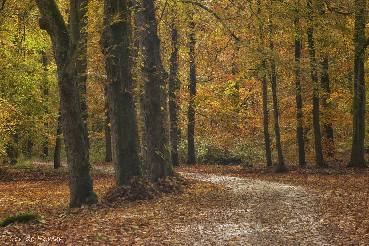 Sony SLT-A77 sample photo. Autumn road photography