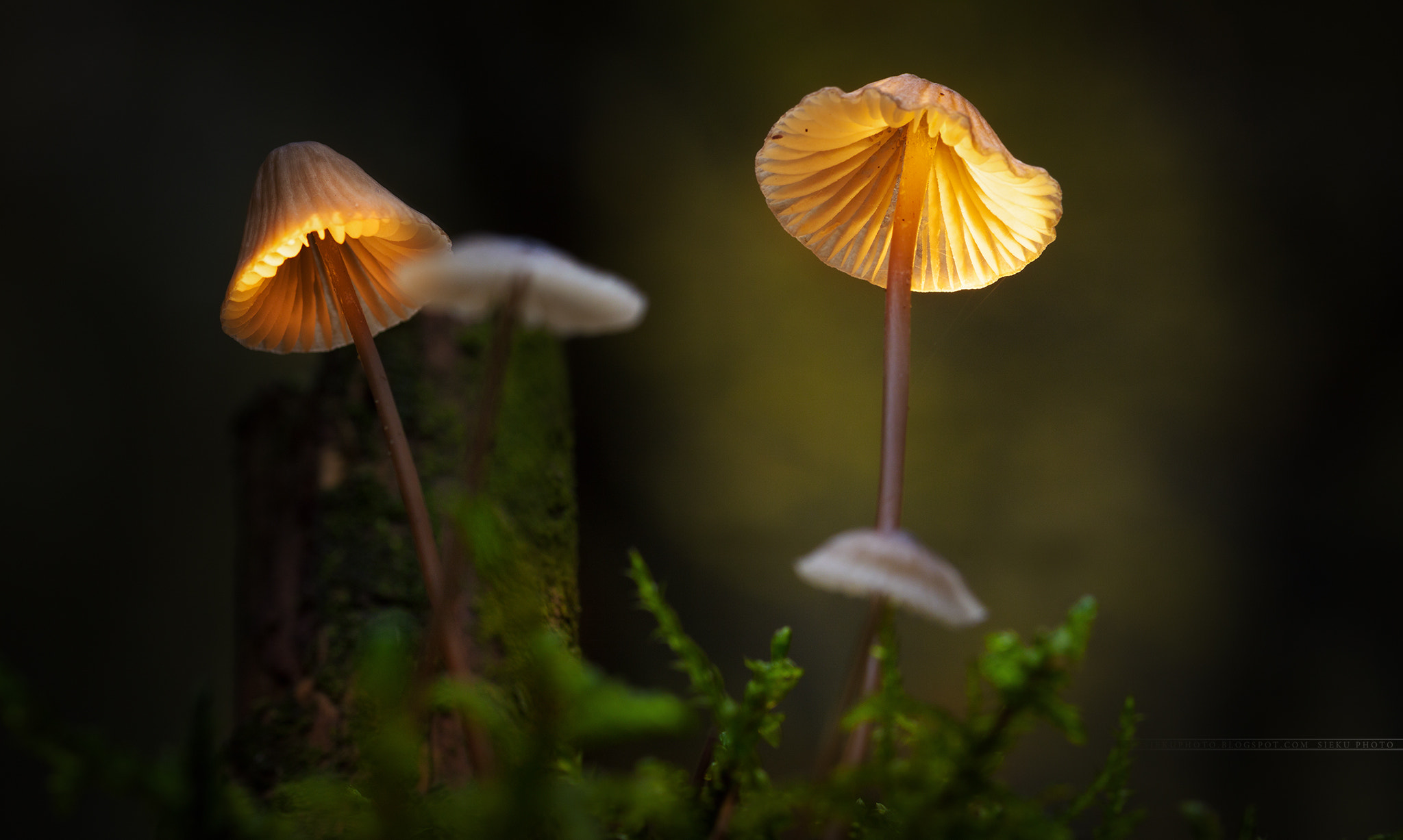 Canon EF 100mm F2.8L Macro IS USM sample photo. Mushroom photography