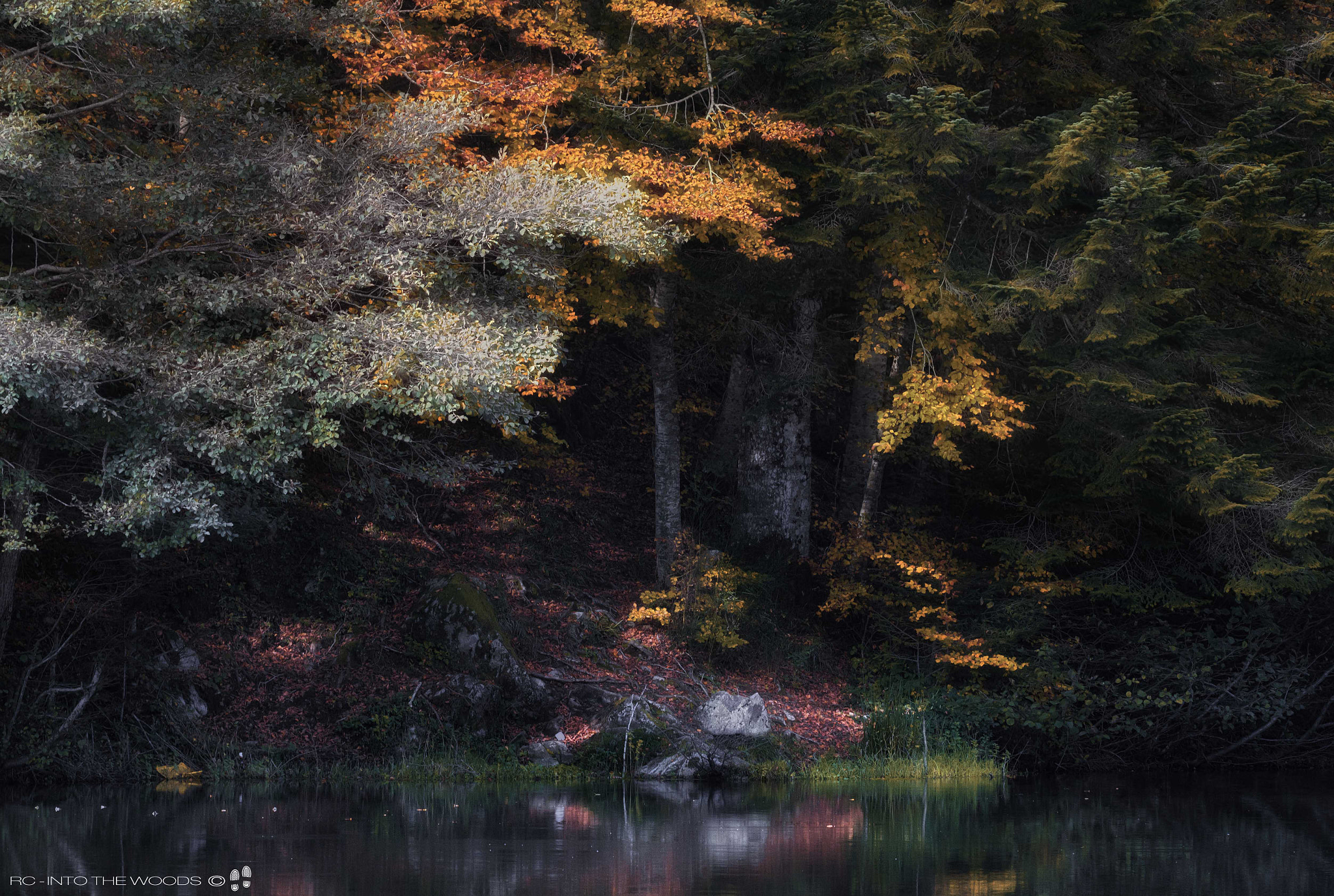 150-600mm F5-6.3 DG OS HSM | Sports 014 sample photo. Like a painting 2 photography