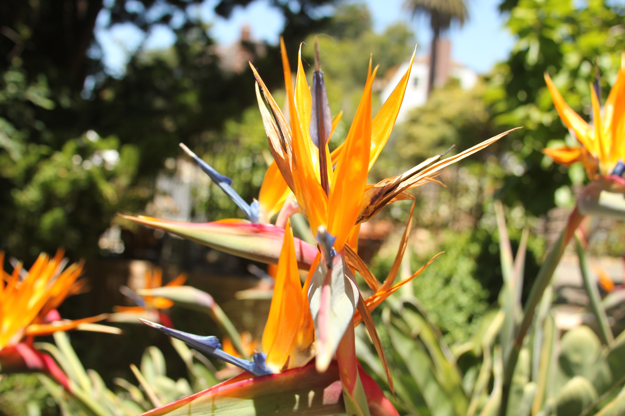 Canon EF 28-135mm F3.5-5.6 IS USM sample photo. Img photography