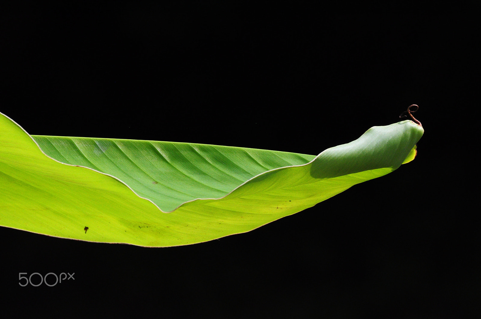 Sigma 70-300mm F4-5.6 APO DG Macro sample photo. Banana leaf photography