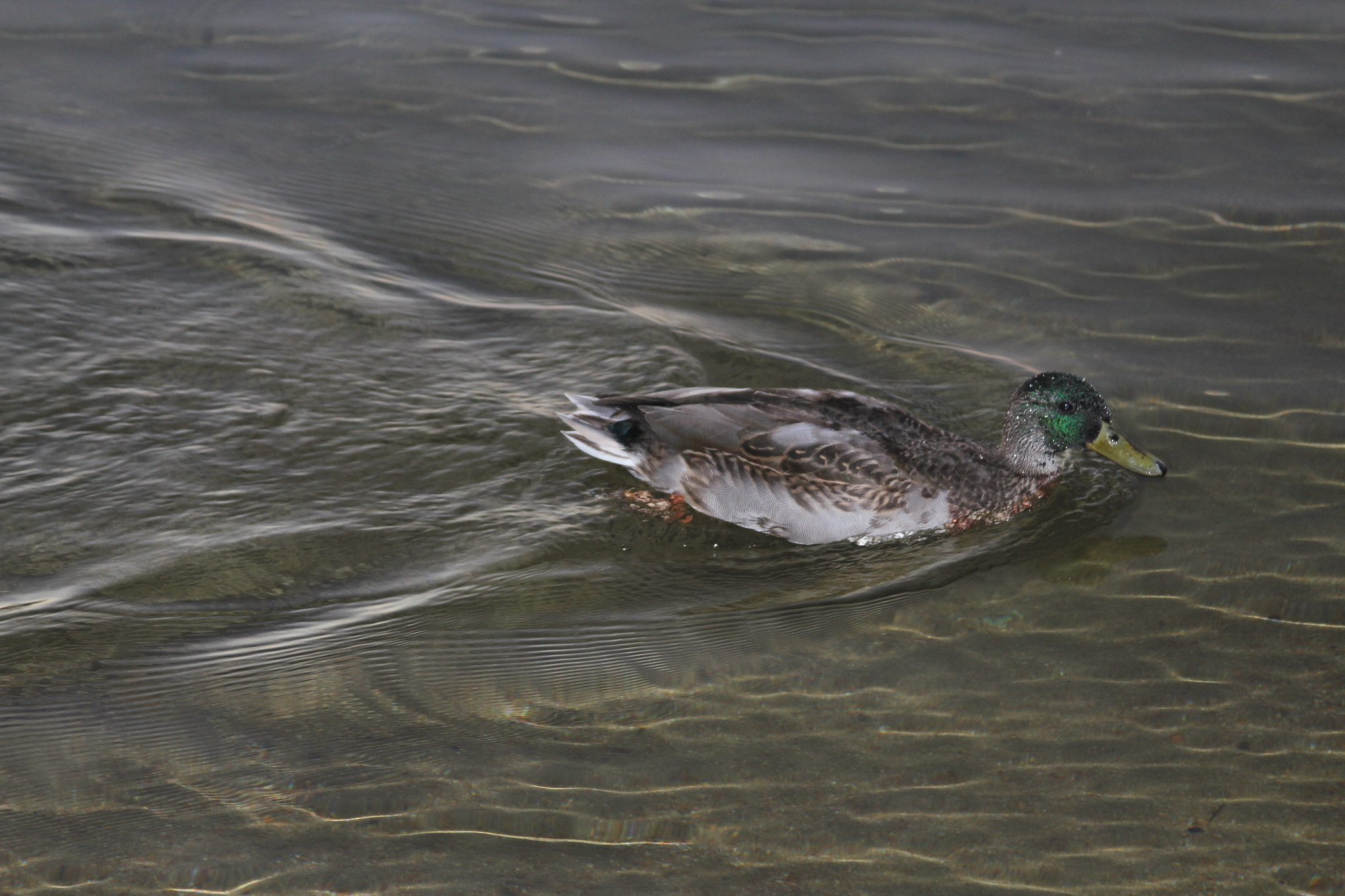 Canon EF 28-135mm F3.5-5.6 IS USM sample photo. Img photography