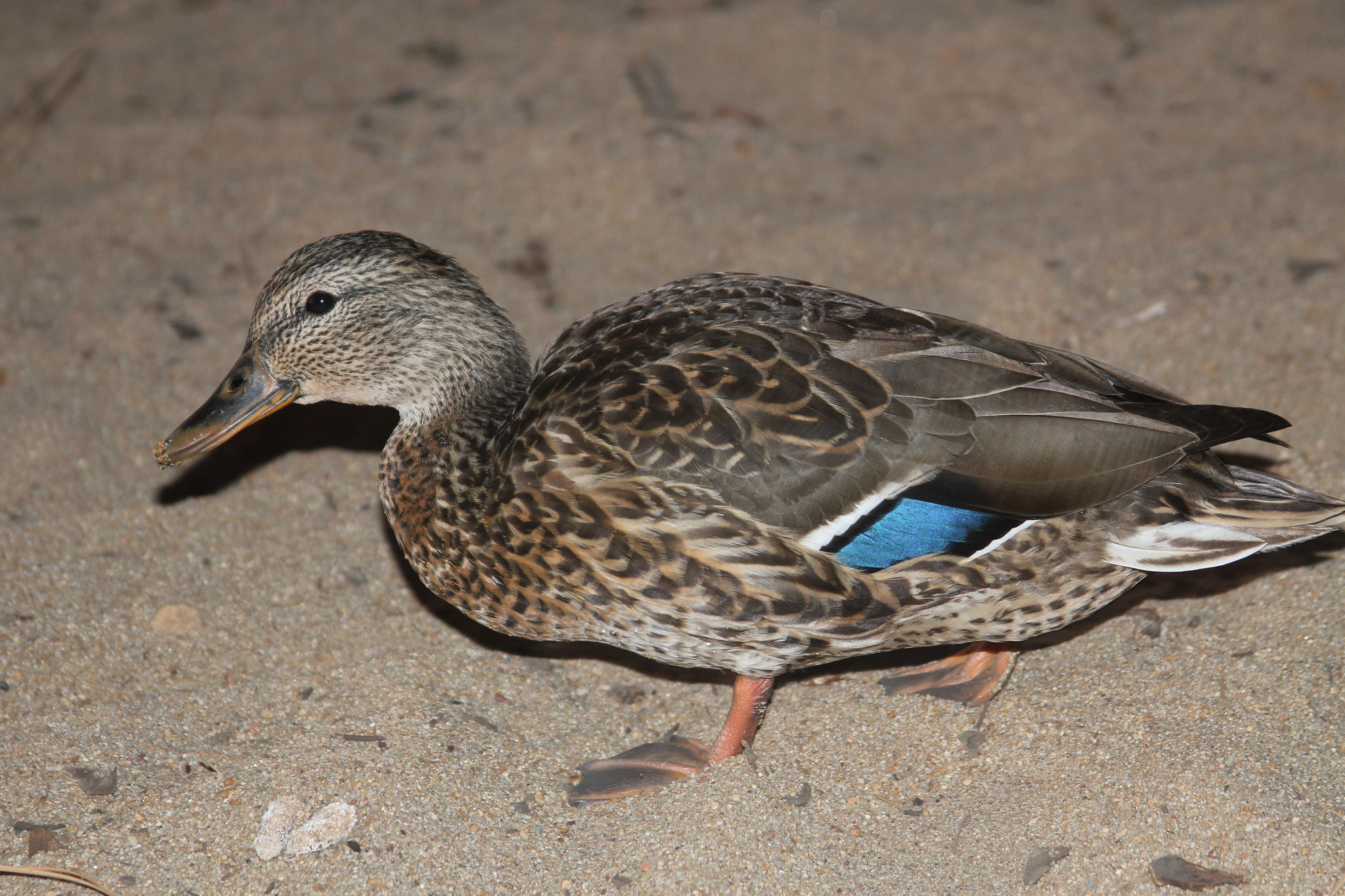 Canon EF 28-135mm F3.5-5.6 IS USM sample photo. Ducks photography