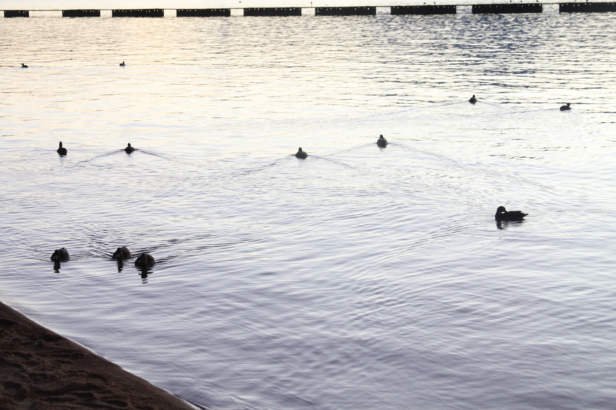 Canon EF 28-135mm F3.5-5.6 IS USM sample photo. Ducks photography