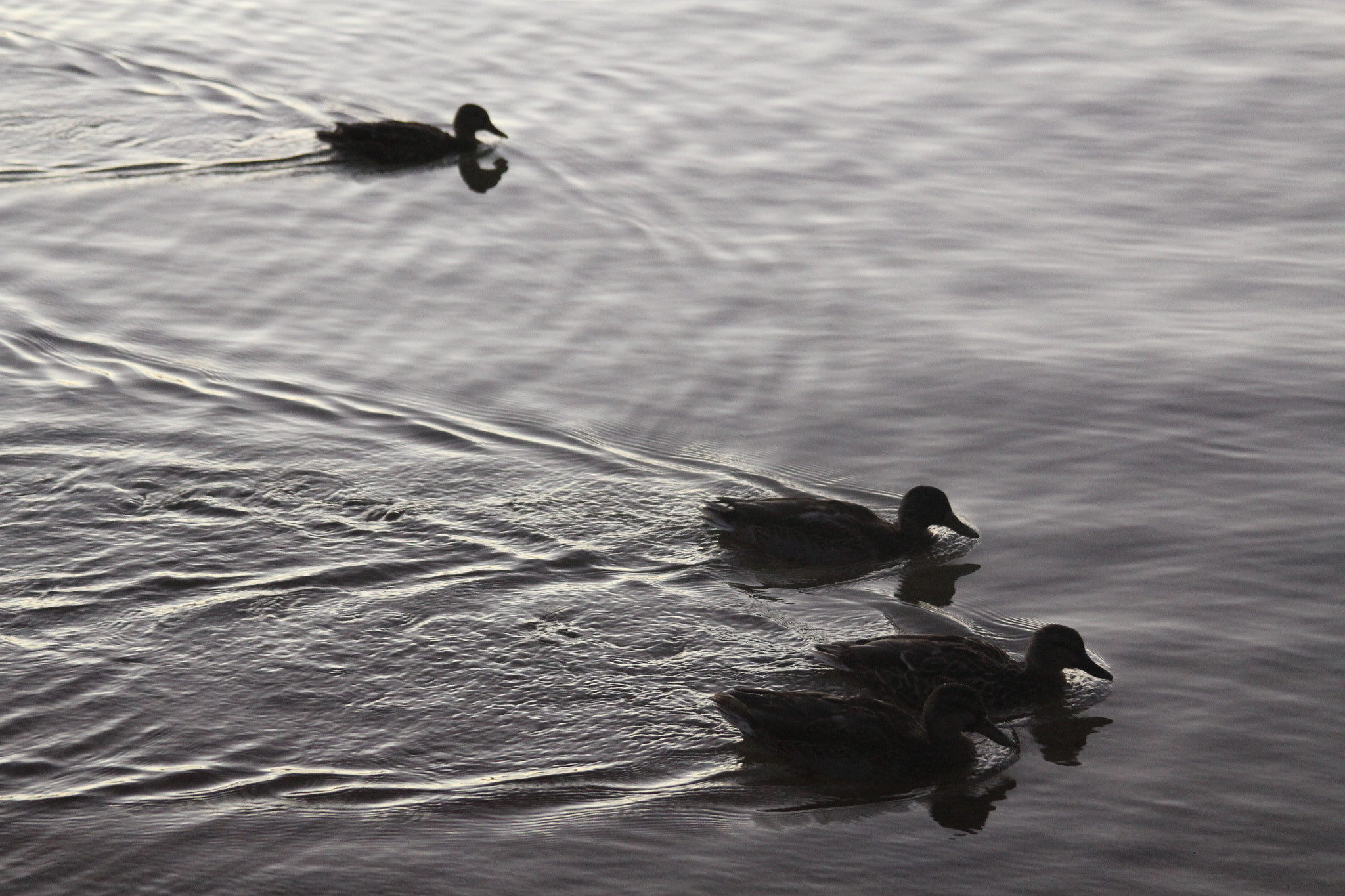 Canon EF 28-135mm F3.5-5.6 IS USM sample photo. Ducks photography