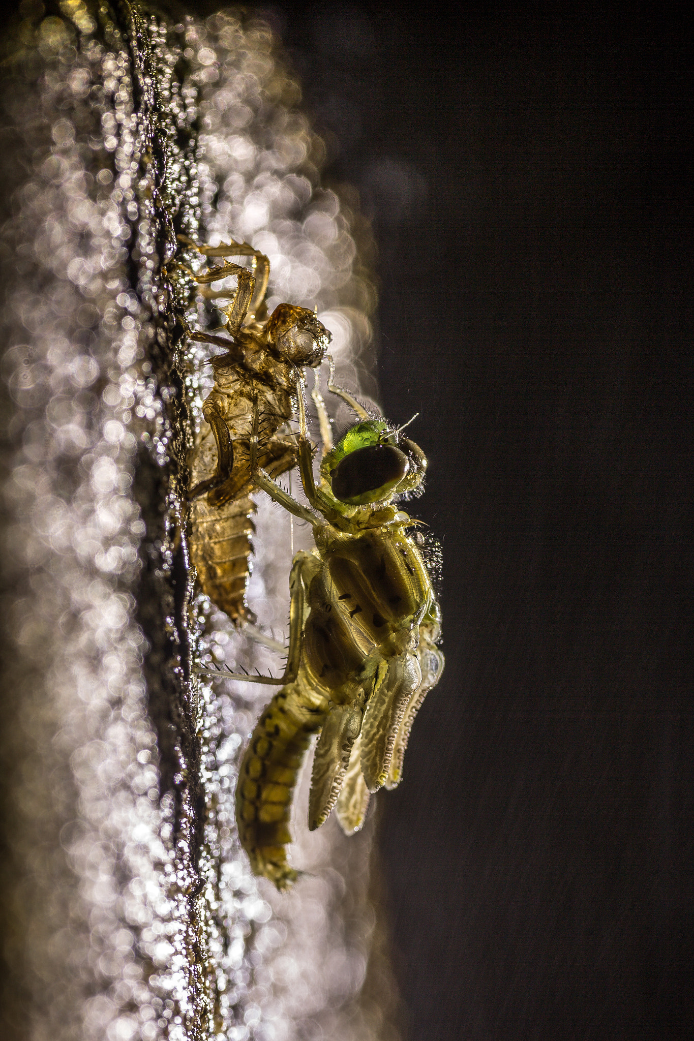 Sigma APO Macro 180mm F2.8 EX DG OS HSM sample photo. Birth  photography