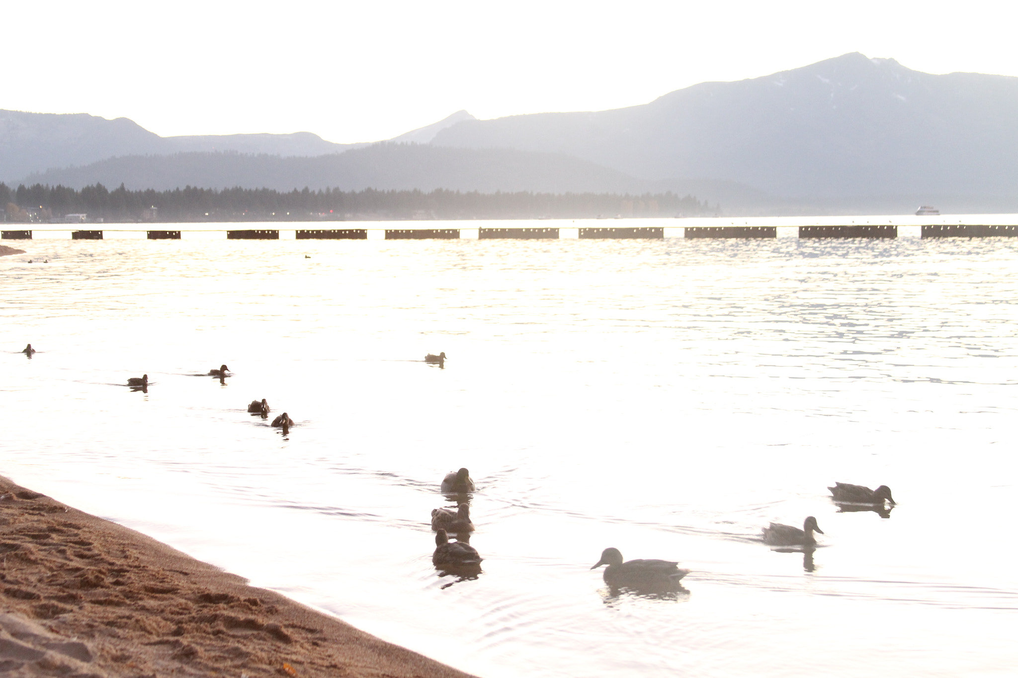 Canon EF 28-135mm F3.5-5.6 IS USM sample photo. Ducks photography