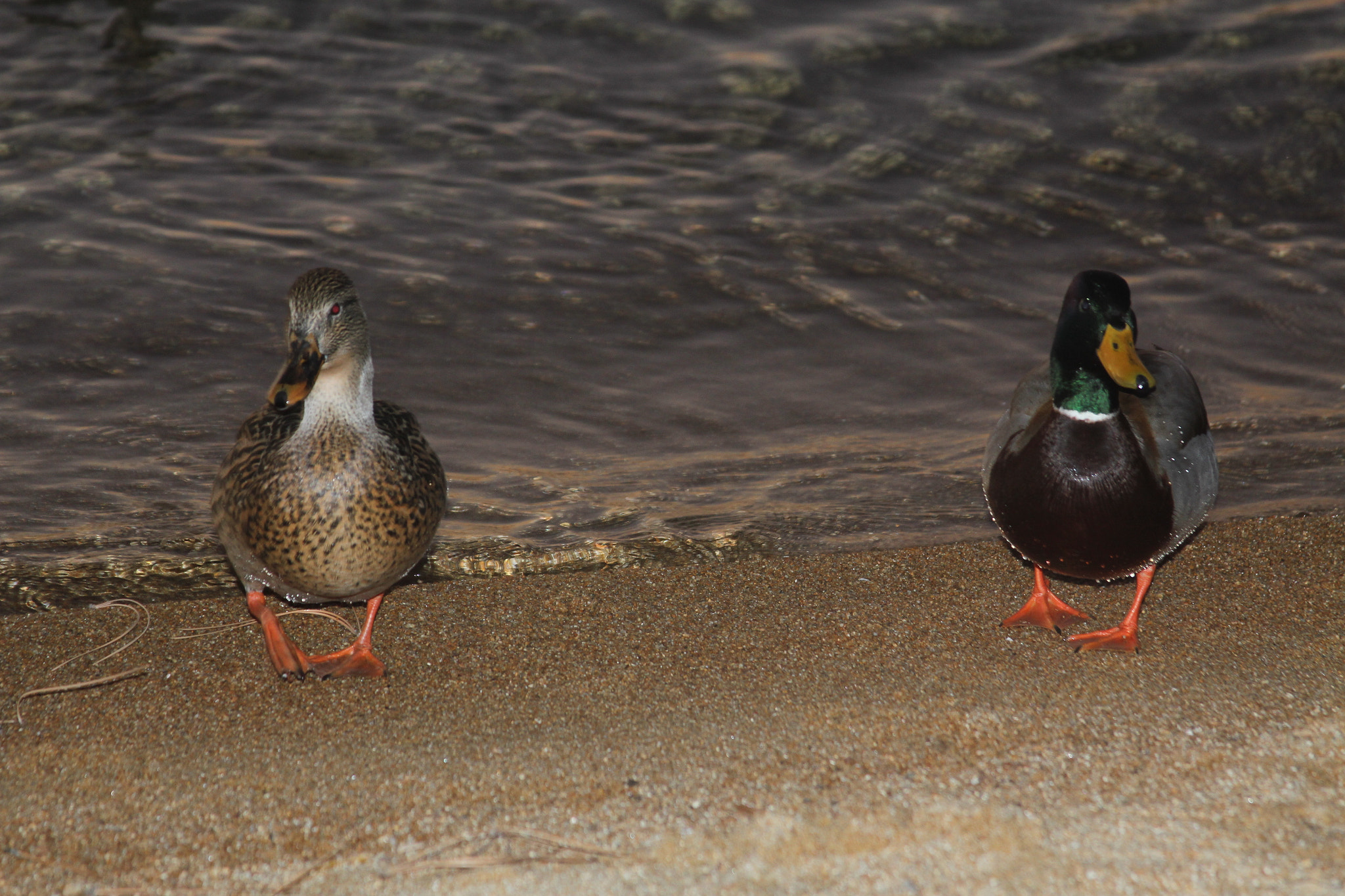 Canon EF 28-135mm F3.5-5.6 IS USM sample photo. Ducks photography