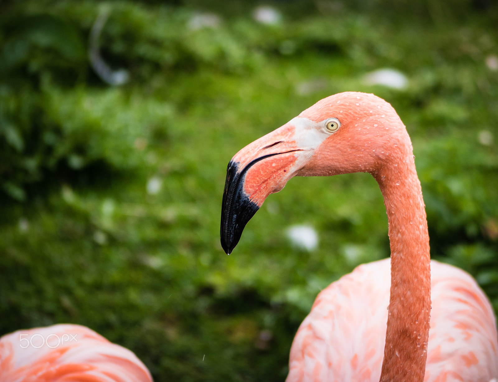 Panasonic Lumix G Vario 45-200mm F4-5.6 OIS sample photo. Flamingo time photography