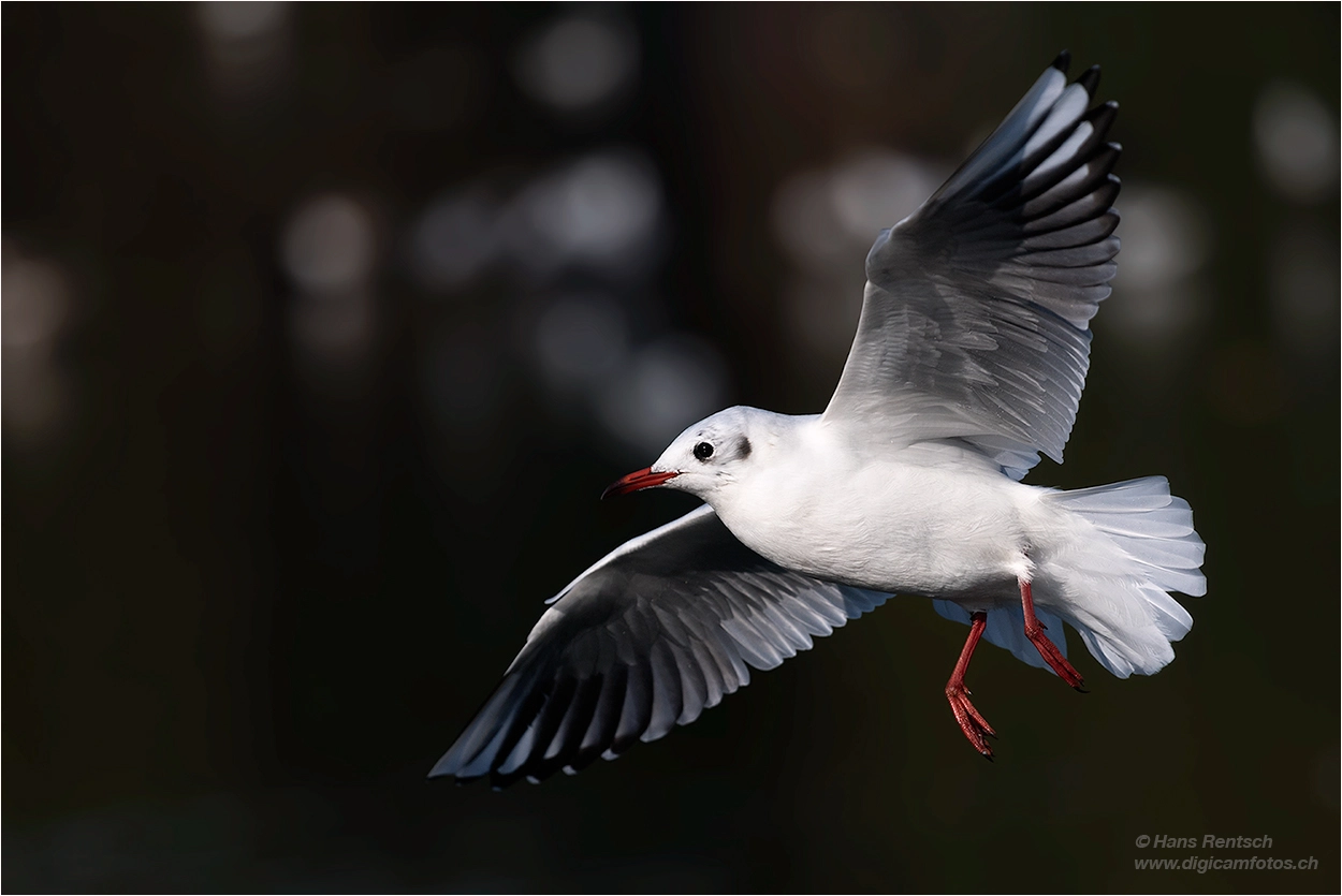 Nikon Nikkor AF-S 300mm F4E PF ED VR sample photo. Sie sind wieder da... photography