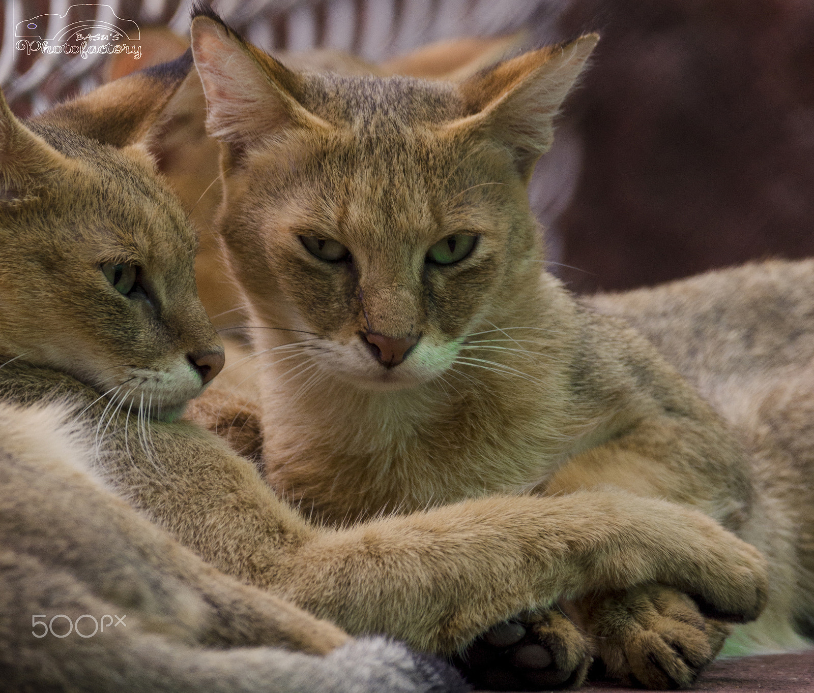 Sigma 150-600mm F5-6.3 DG OS HSM | C sample photo. Wildlife photography