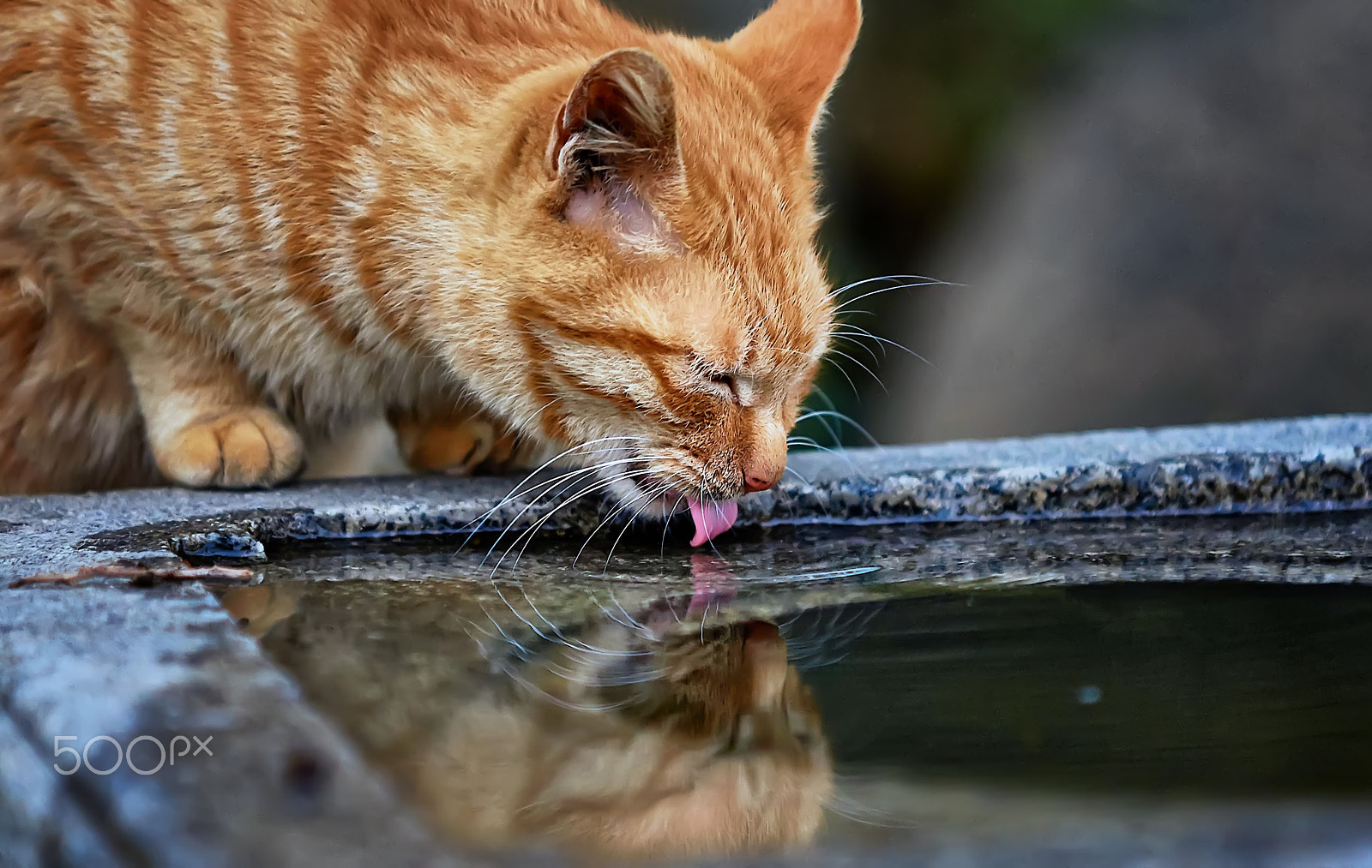 Sony a99 II sample photo. Drink water photography