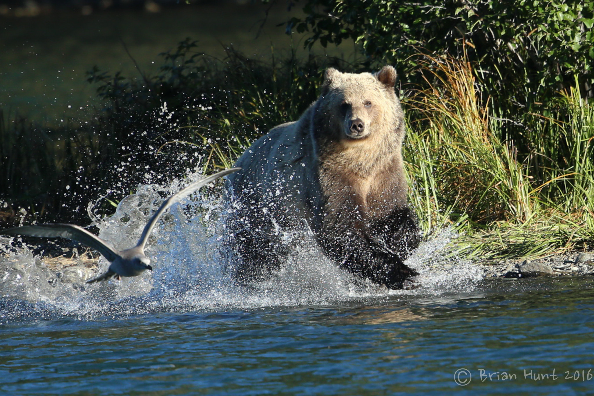 Canon EF 500mm F4L IS II USM sample photo. Running bear photography