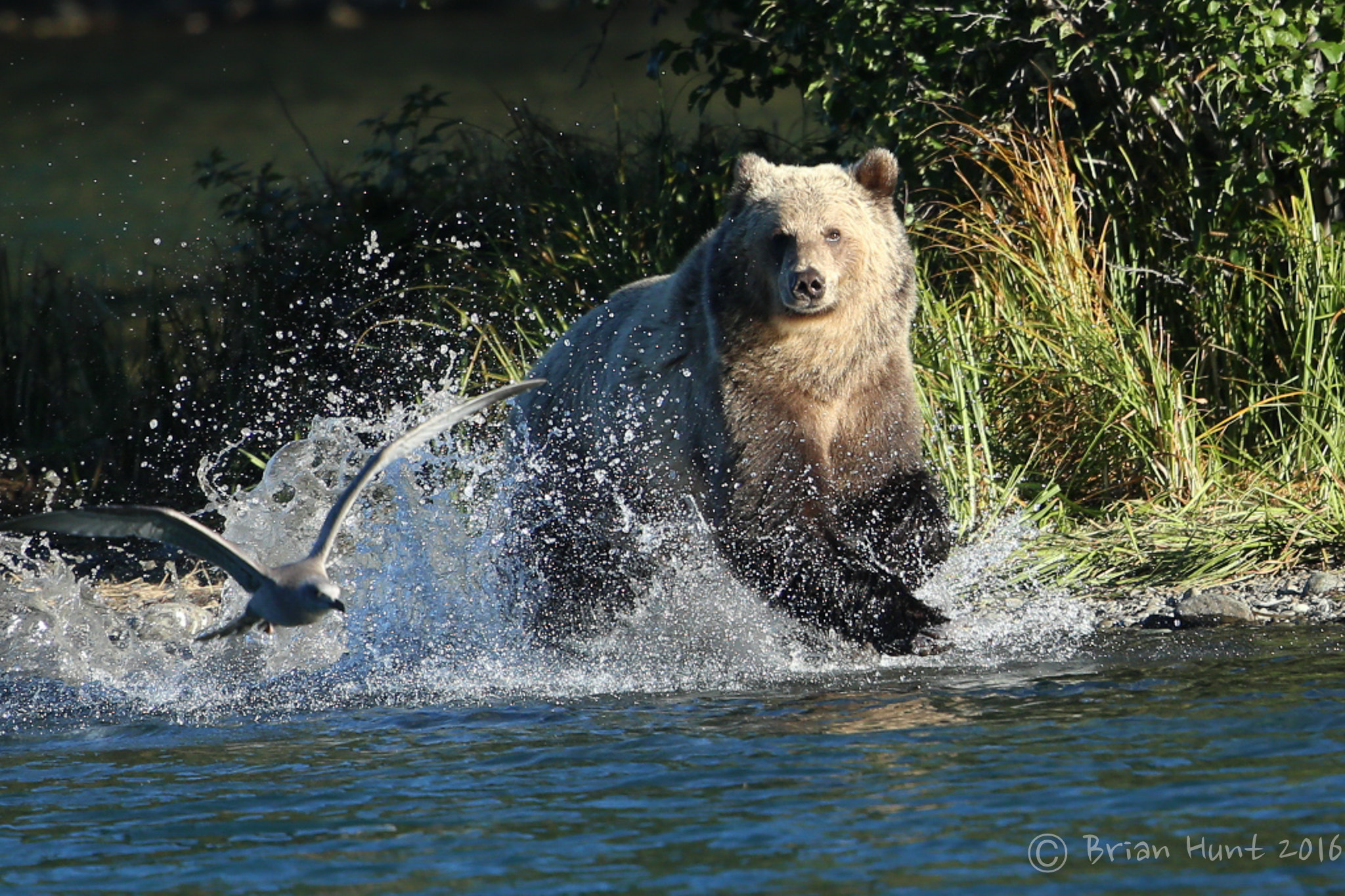 Canon EOS-1D X + Canon EF 500mm F4L IS II USM sample photo. Running bear photography