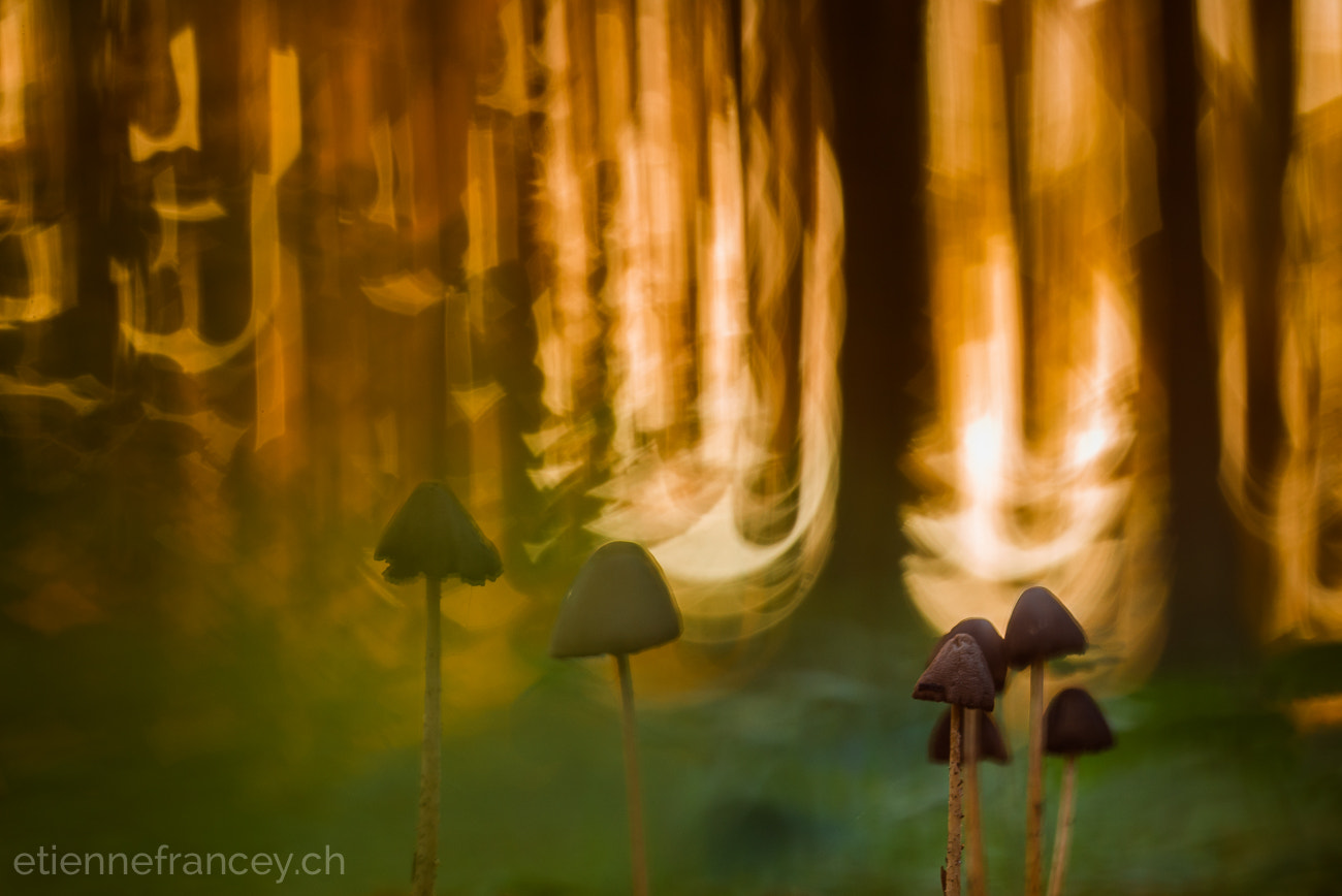 Sigma 150mm F2.8 EX DG OS Macro HSM sample photo. Fire photography
