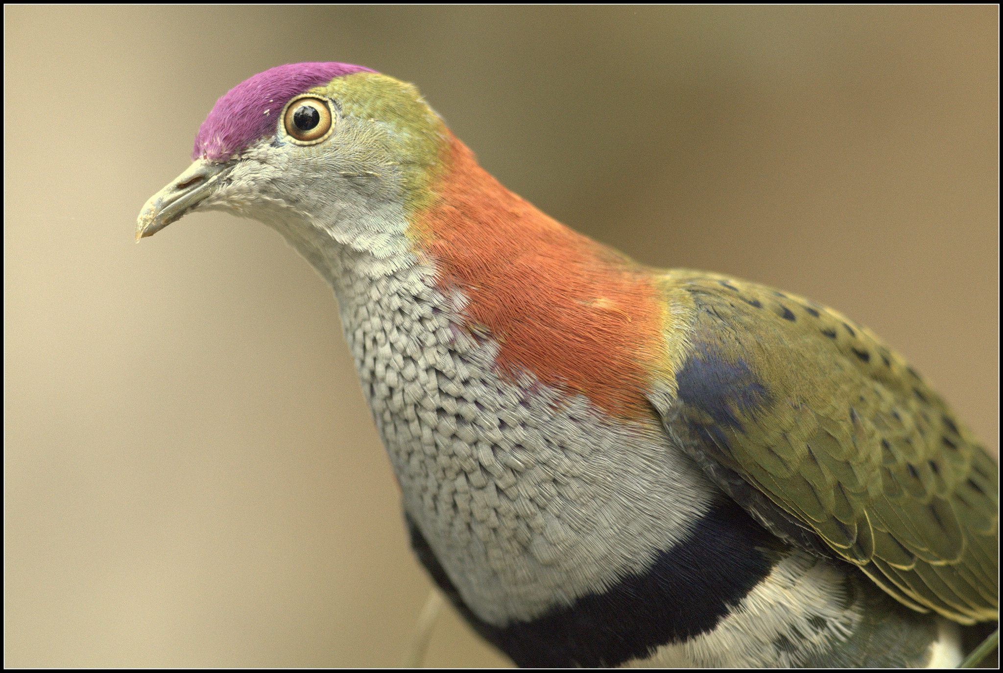 Canon EOS 70D + Canon EF 300mm F4L IS USM sample photo. Cheeky chappy  photography