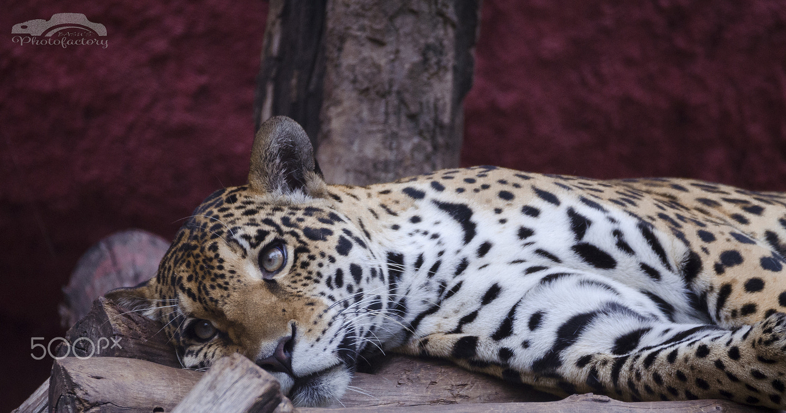 Sigma 150-600mm F5-6.3 DG OS HSM | C sample photo. Wildlife photography