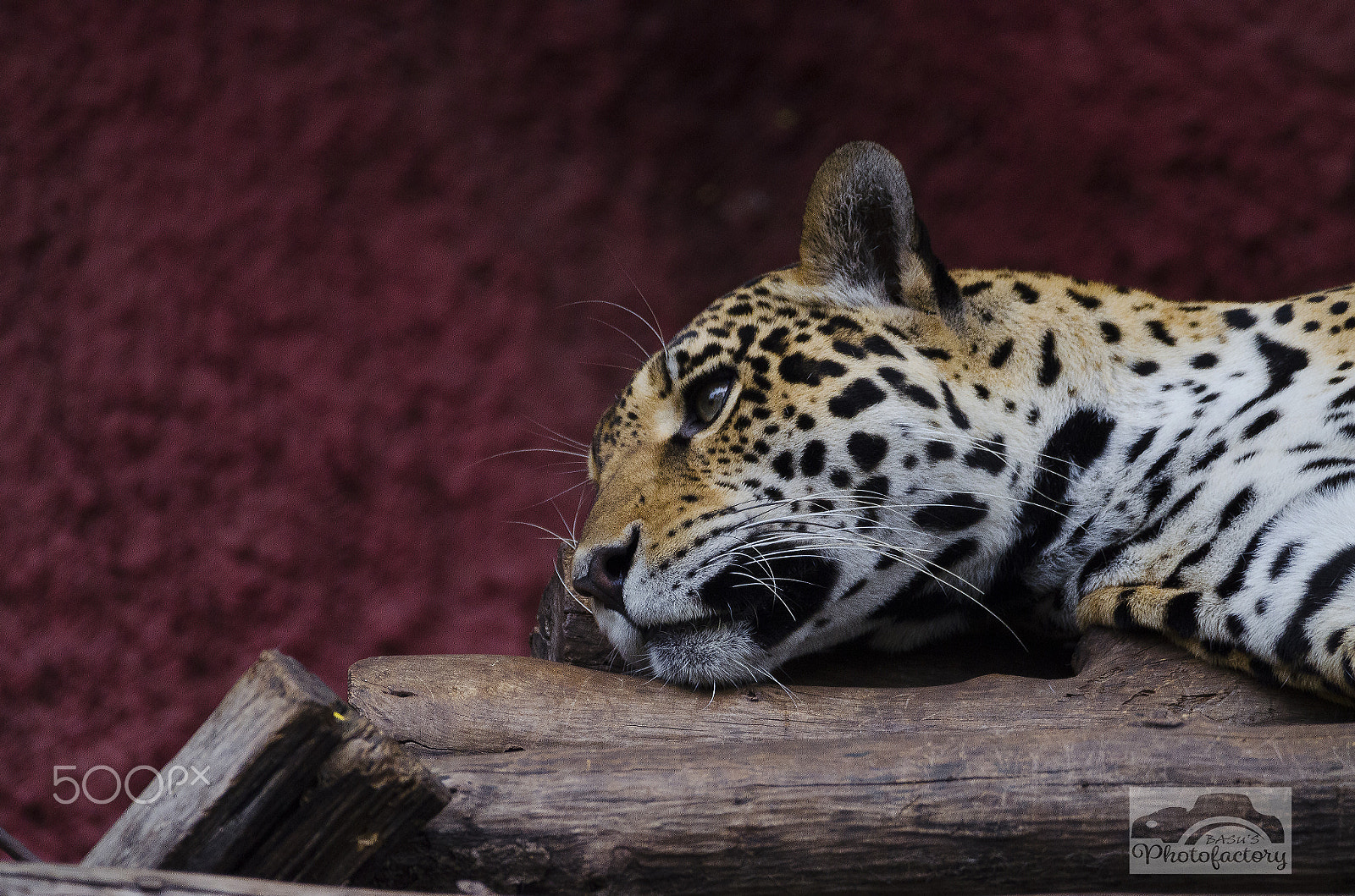 Sigma 150-600mm F5-6.3 DG OS HSM | C sample photo. Wildlife photography