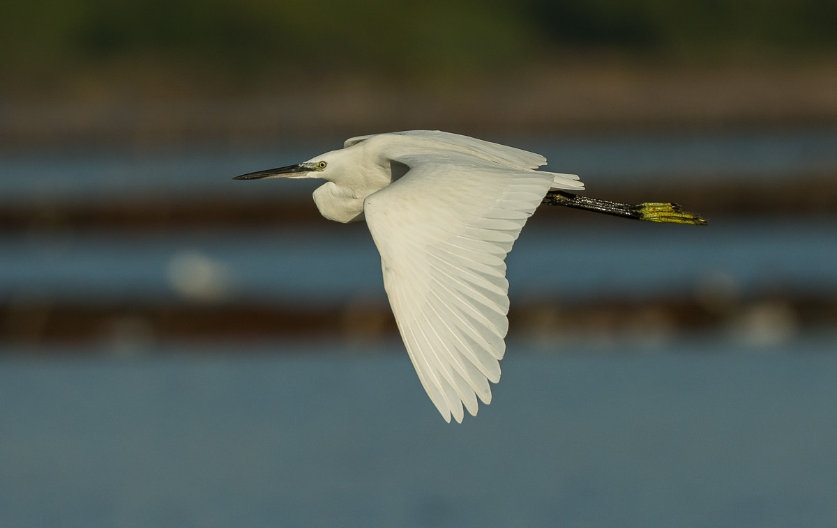 Nikon D7100 + Nikon AF-S Nikkor 200-400mm F4G ED-IF VR sample photo. Dimorphic egret photography