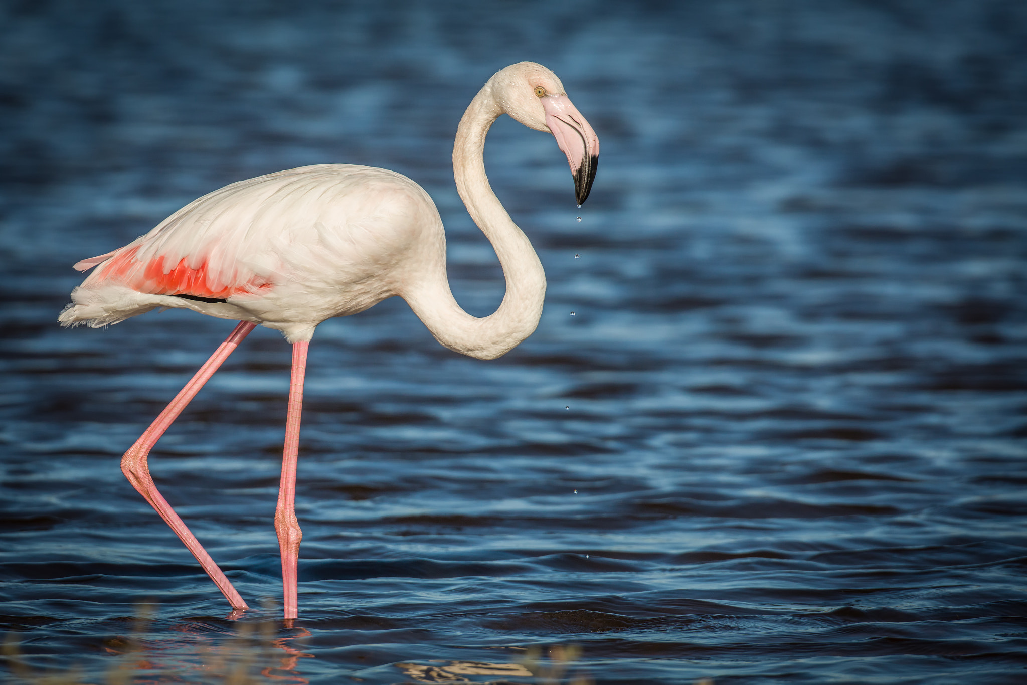 Canon EF 500mm F4L IS USM sample photo. Flamingo photography