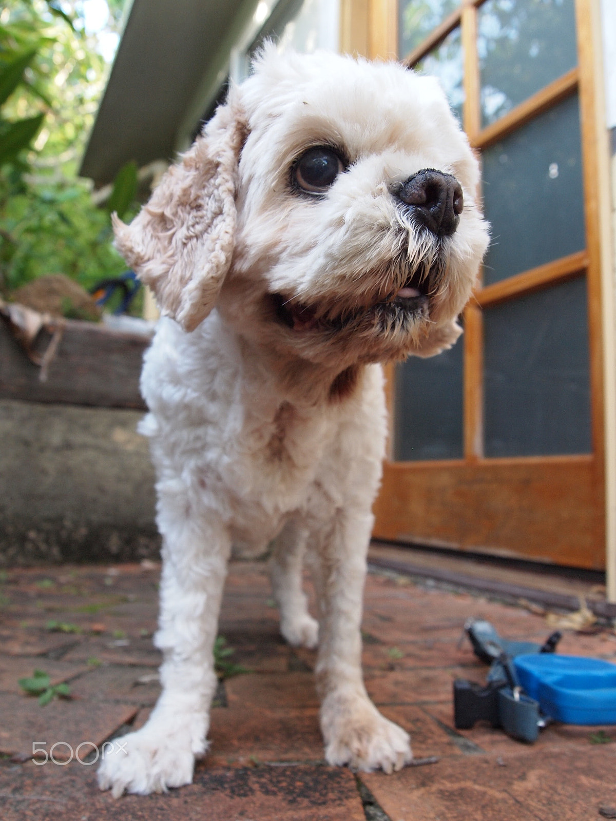 Olympus M.Zuiko Digital ED 14-42mm F3.5-5.6 sample photo. My lovely dog photography