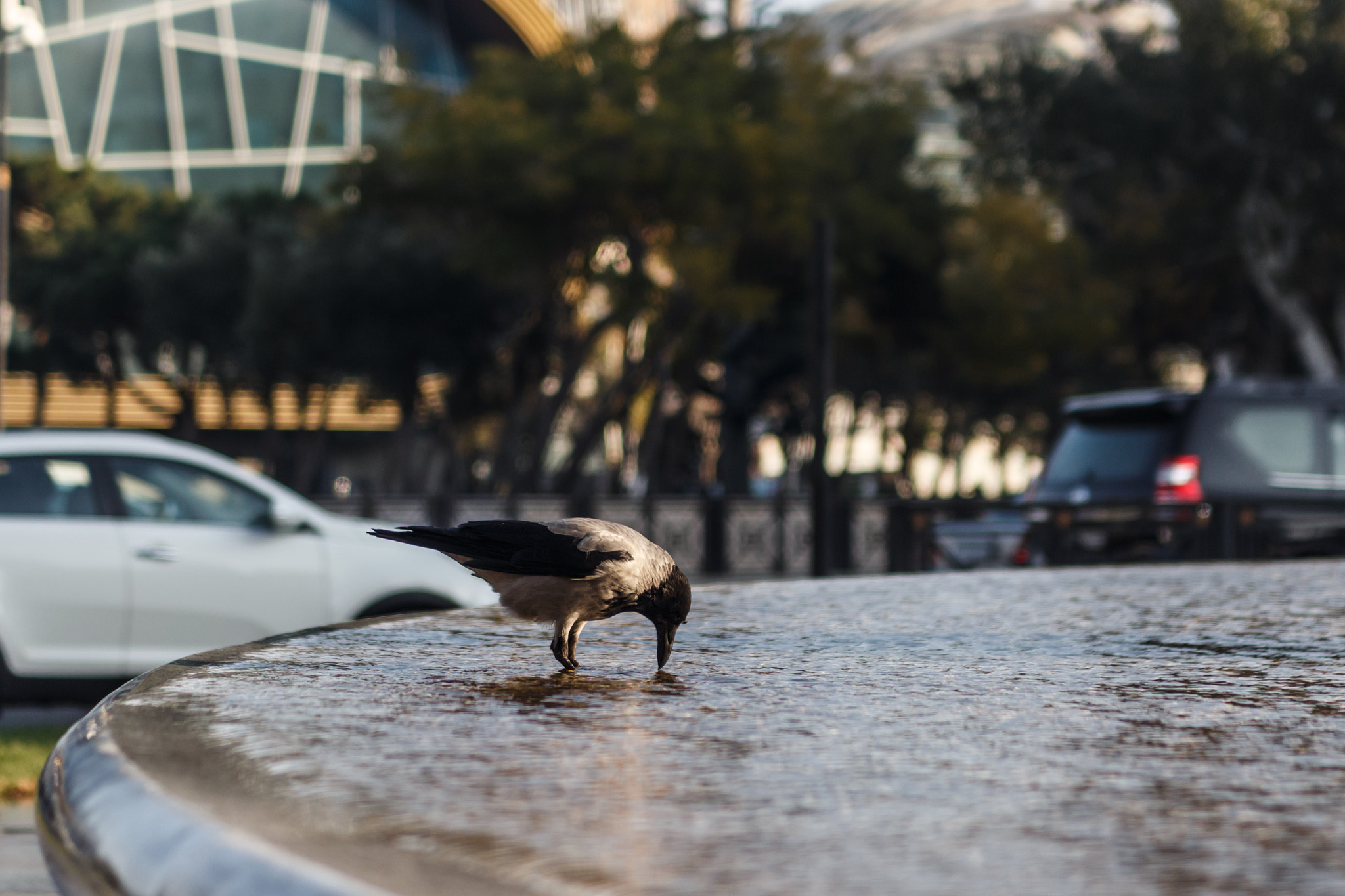 Canon EOS 700D (EOS Rebel T5i / EOS Kiss X7i) + Sigma 24-70mm F2.8 EX DG Macro sample photo. Thirsty crow photography