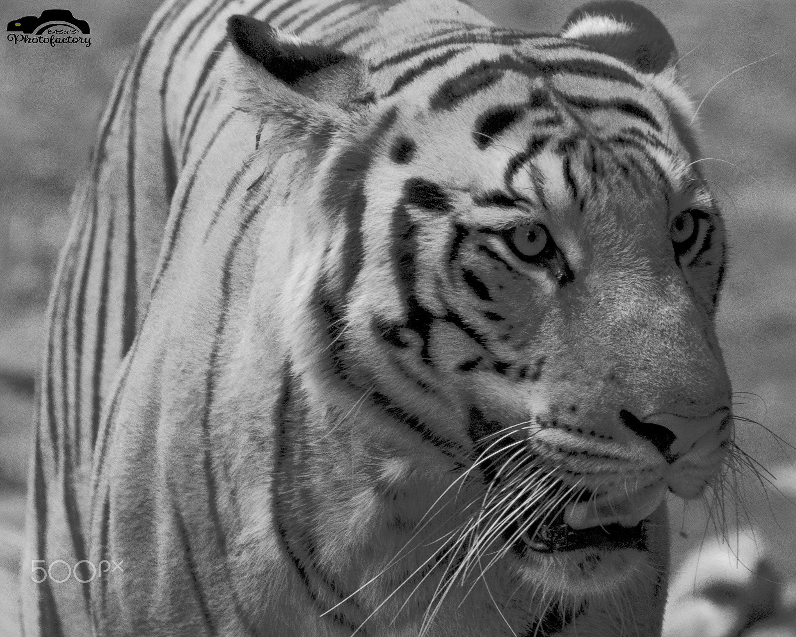 Sigma 150-600mm F5-6.3 DG OS HSM | C sample photo. Wildlife photography