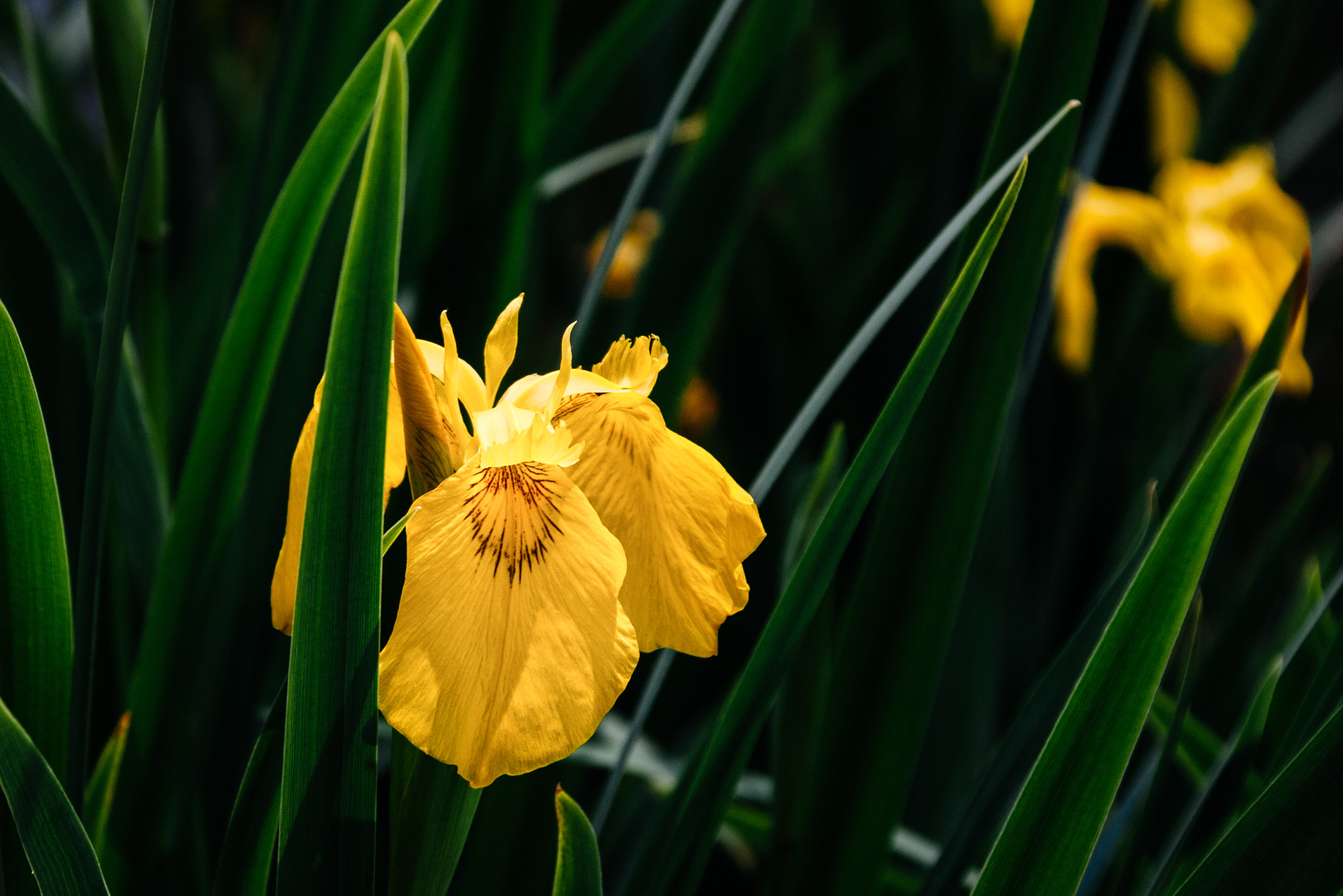 Canon EF-S 18-200mm F3.5-5.6 IS sample photo. Iris pseudacorus photography