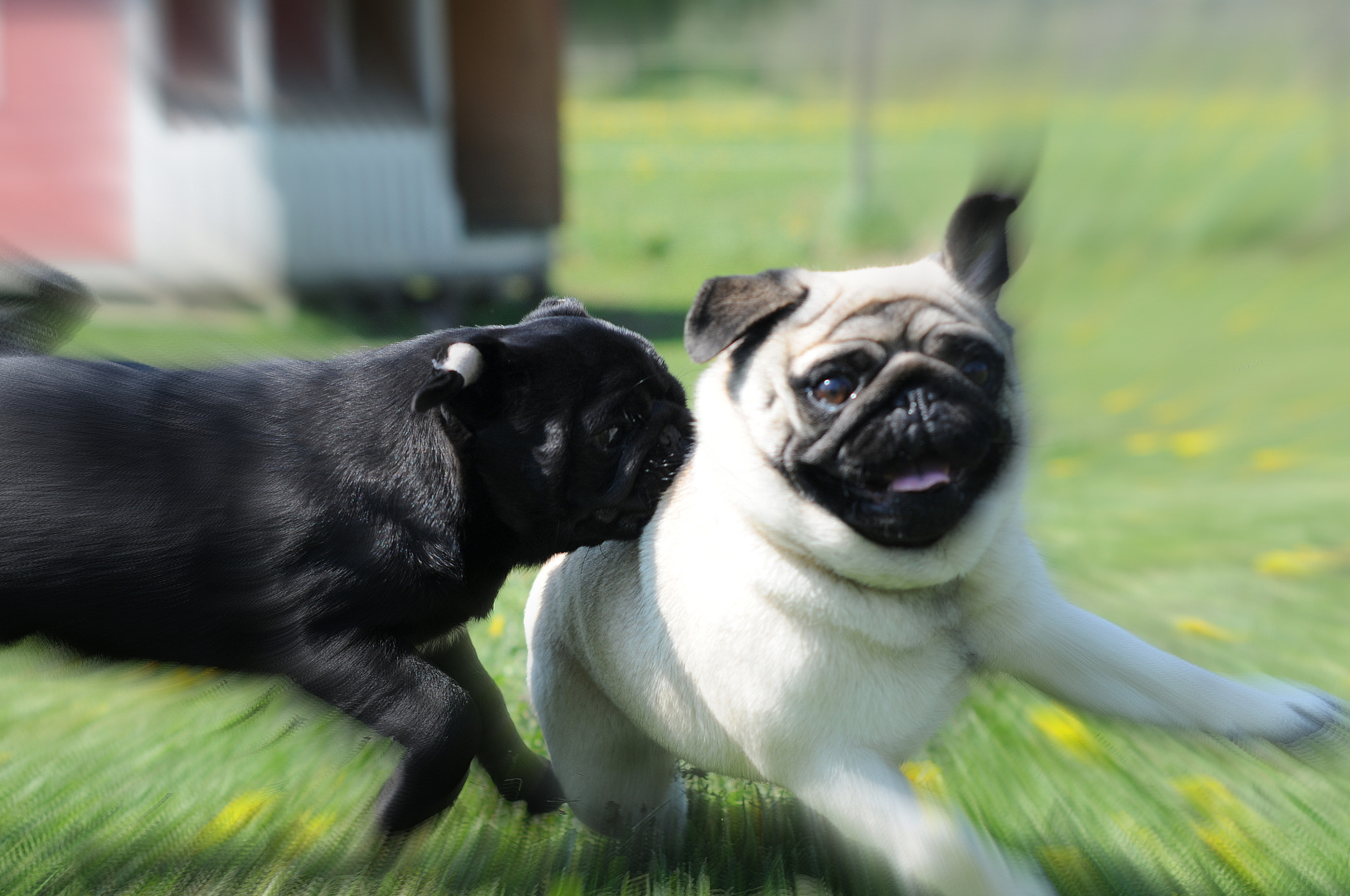 Nikon D300S + Nikon AF-S Nikkor 50mm F1.4G sample photo. Pug attack photography