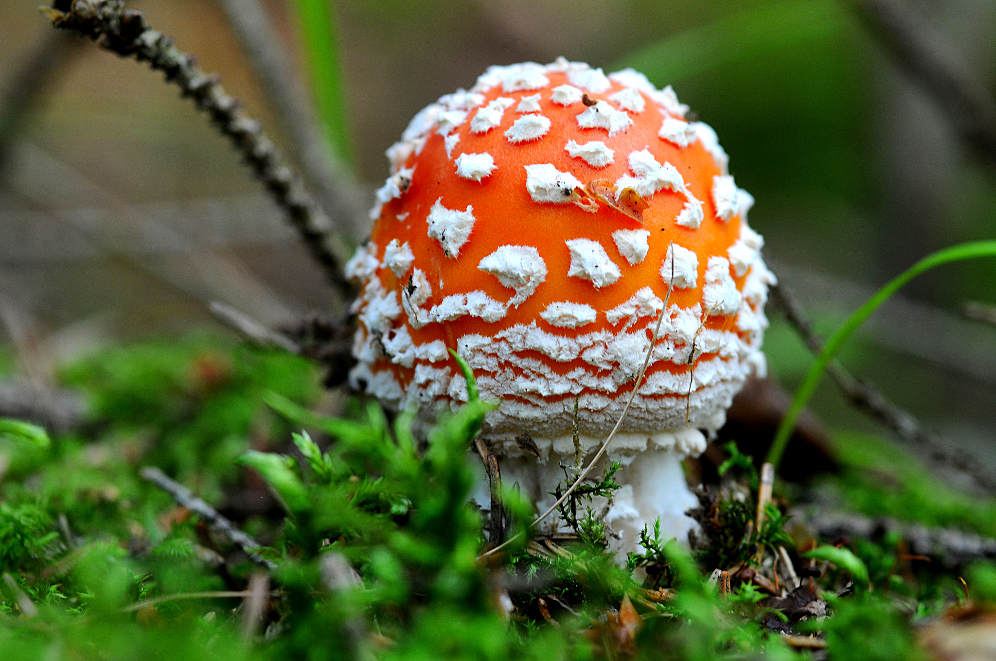 Nikon D300S + AF Micro-Nikkor 105mm f/2.8 sample photo. Mushroom photography