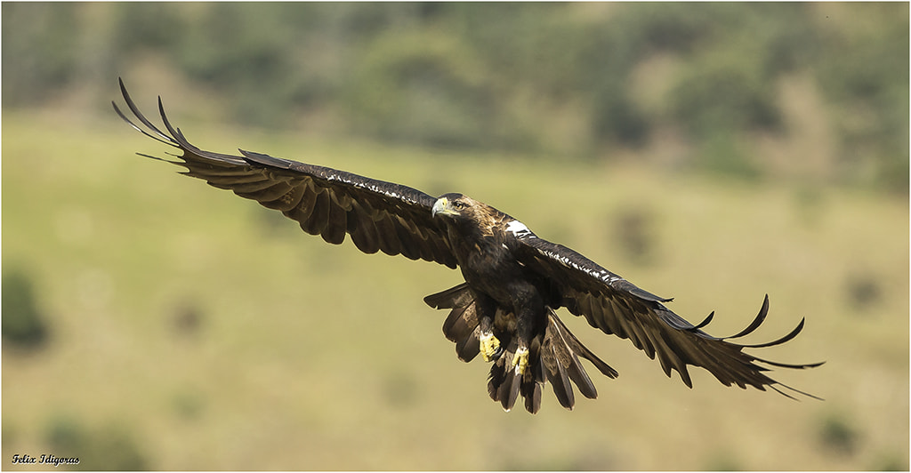 Canon EOS-1D X + Canon EF 500mm F4L IS USM sample photo. Aguila imperial photography