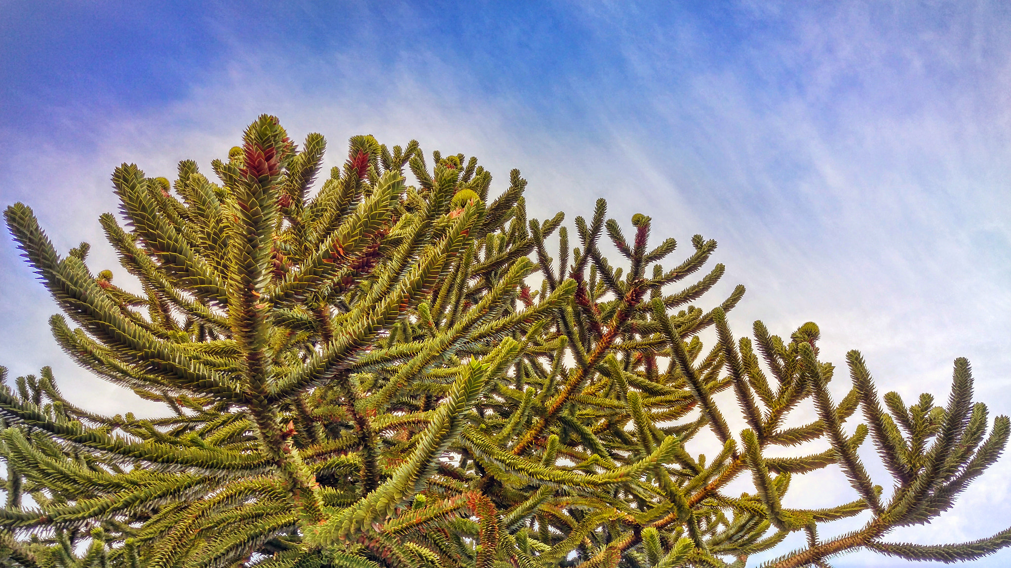 HTC M9 sample photo. Tree photography