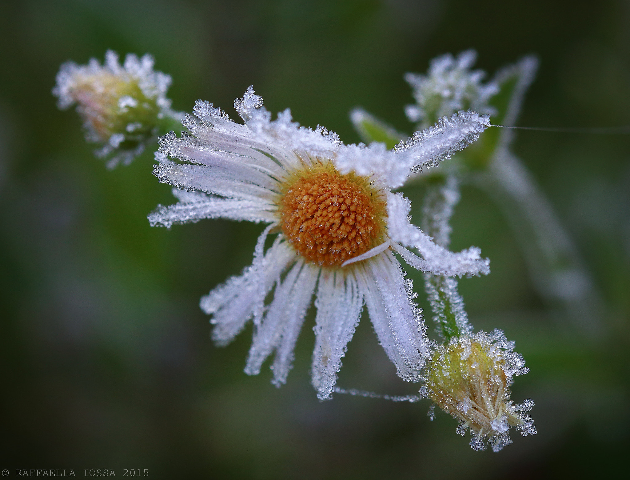 Sigma 105mm F2.8 EX DG OS HSM sample photo. Frost photography