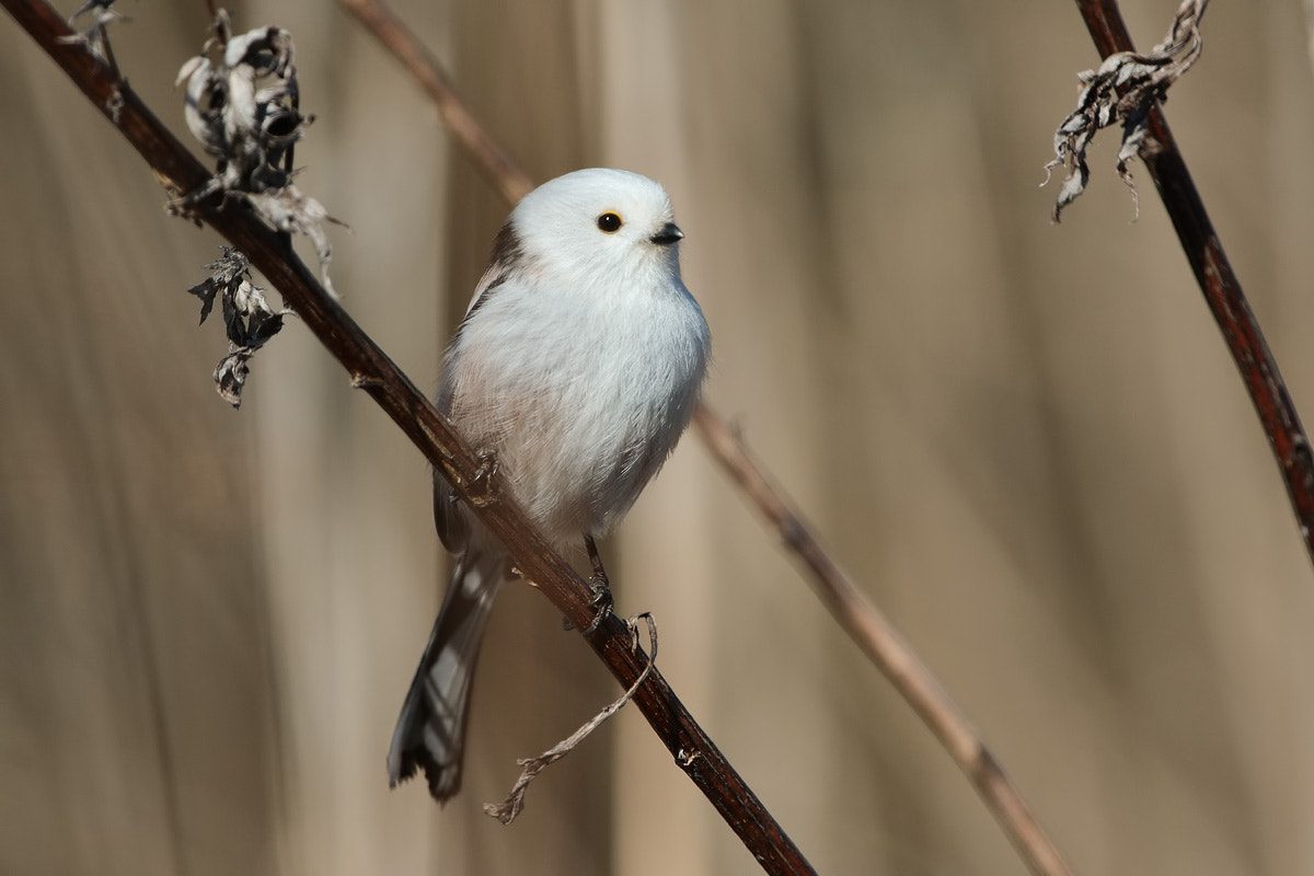 Canon EOS 7D Mark II + Canon EF 300mm F2.8L IS II USM sample photo. Snow white photography