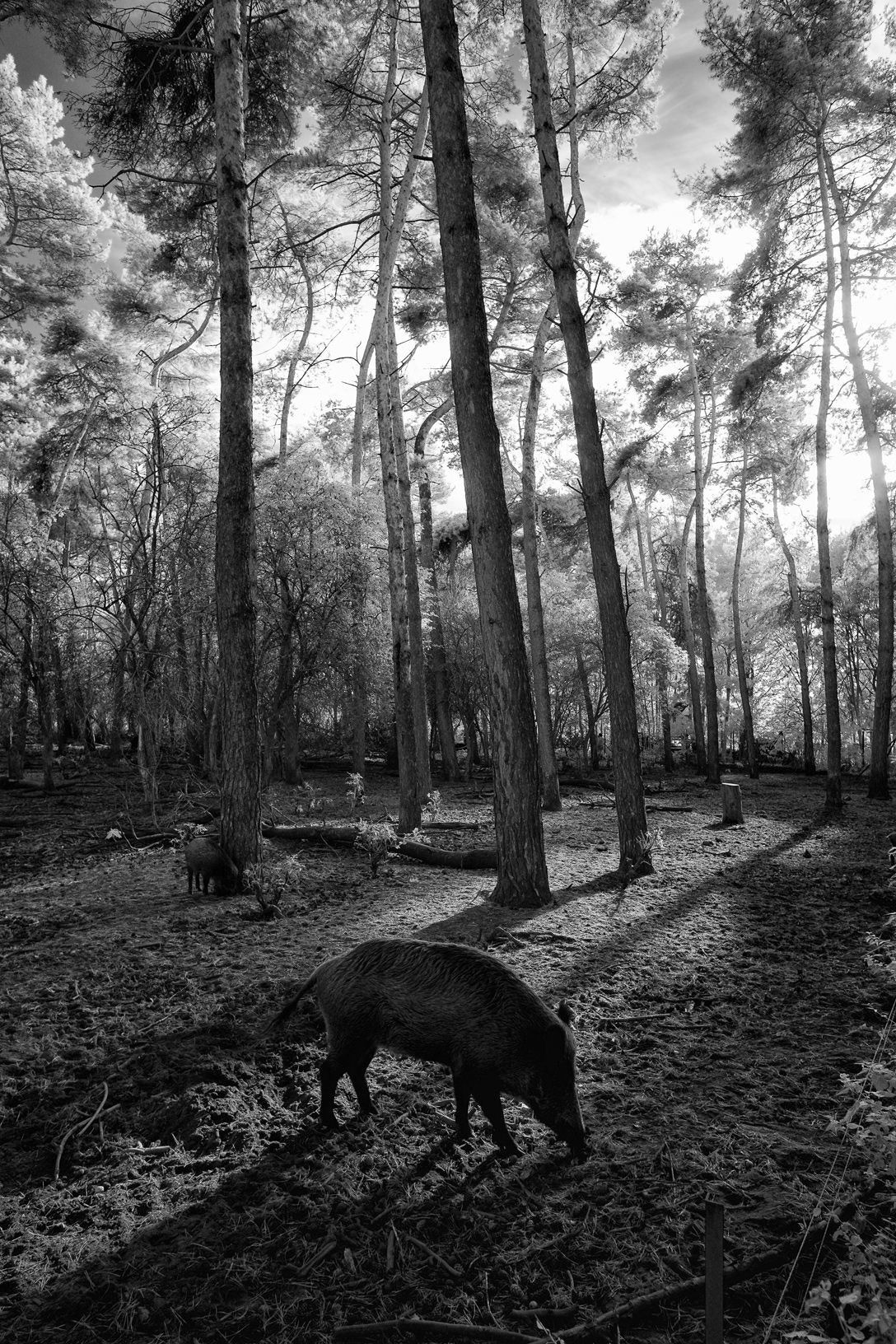 Fujifilm X-E1 + Fujifilm XF 14mm F2.8 R sample photo. Wild pigs from another world photography