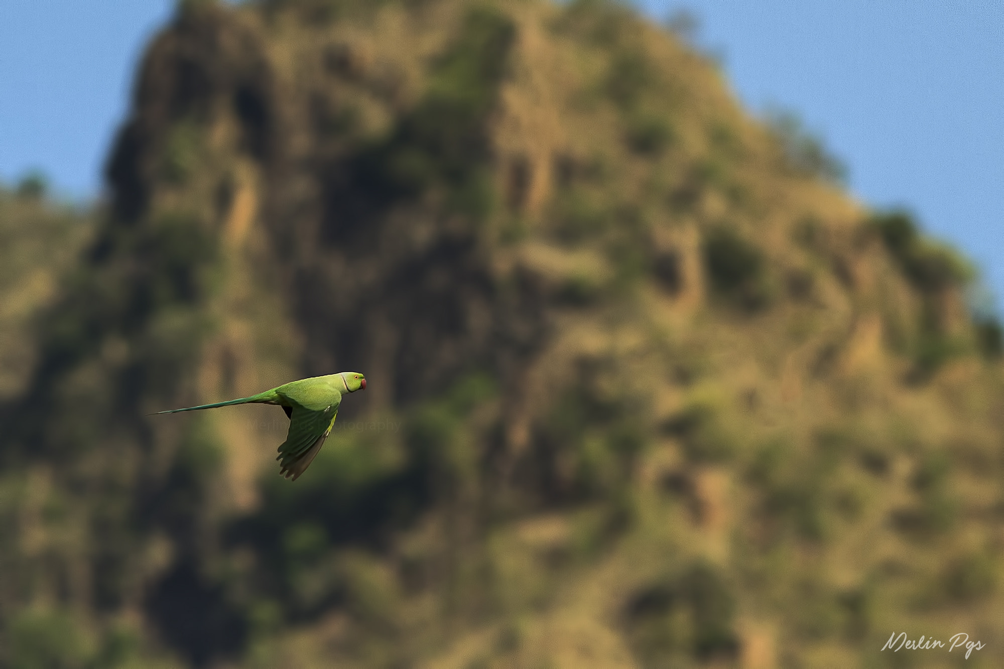 Canon EOS 7D + Canon EF 300mm F4L IS USM sample photo. Fly high! photography