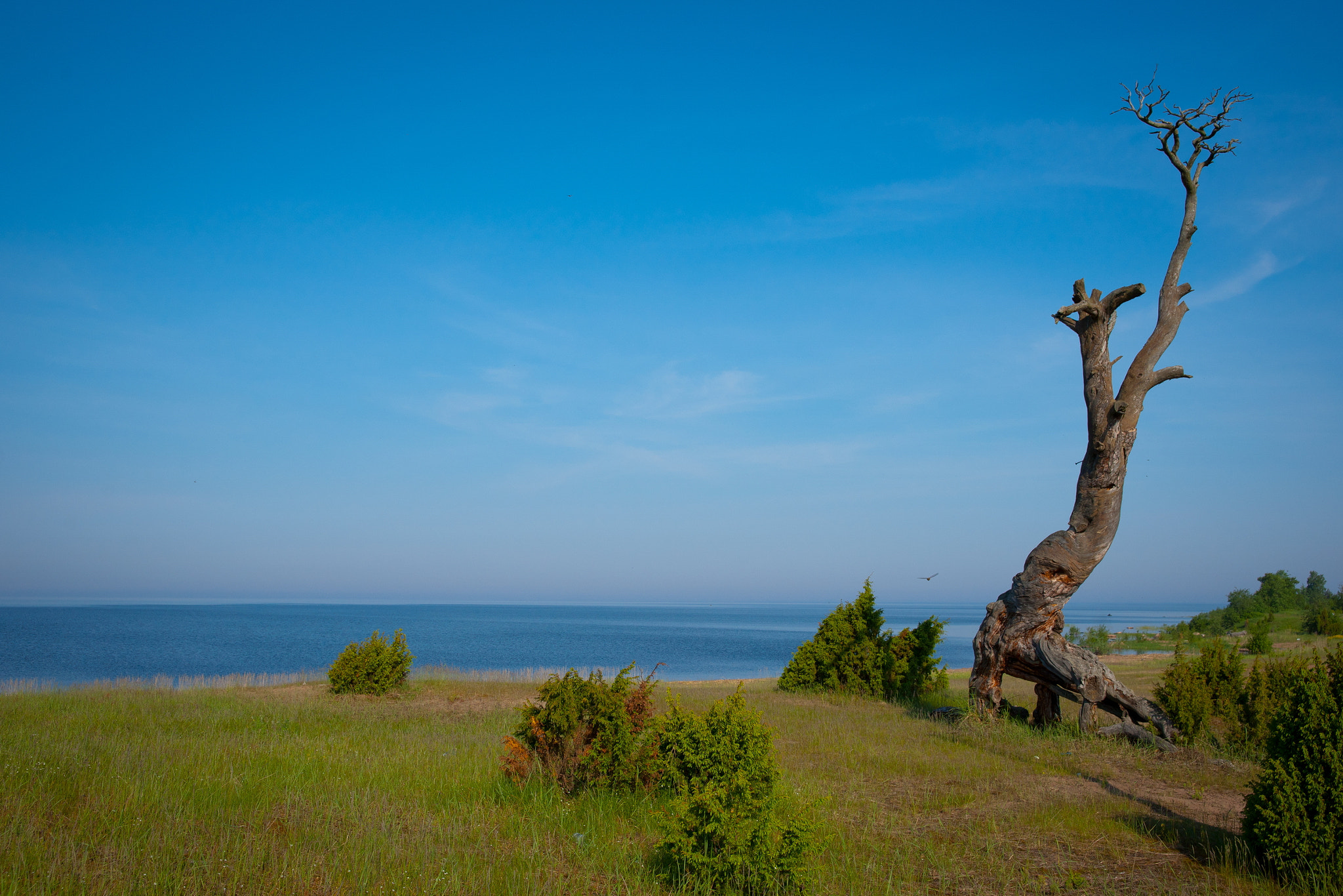 Sony Alpha DSLR-A900 sample photo. Old tree photography