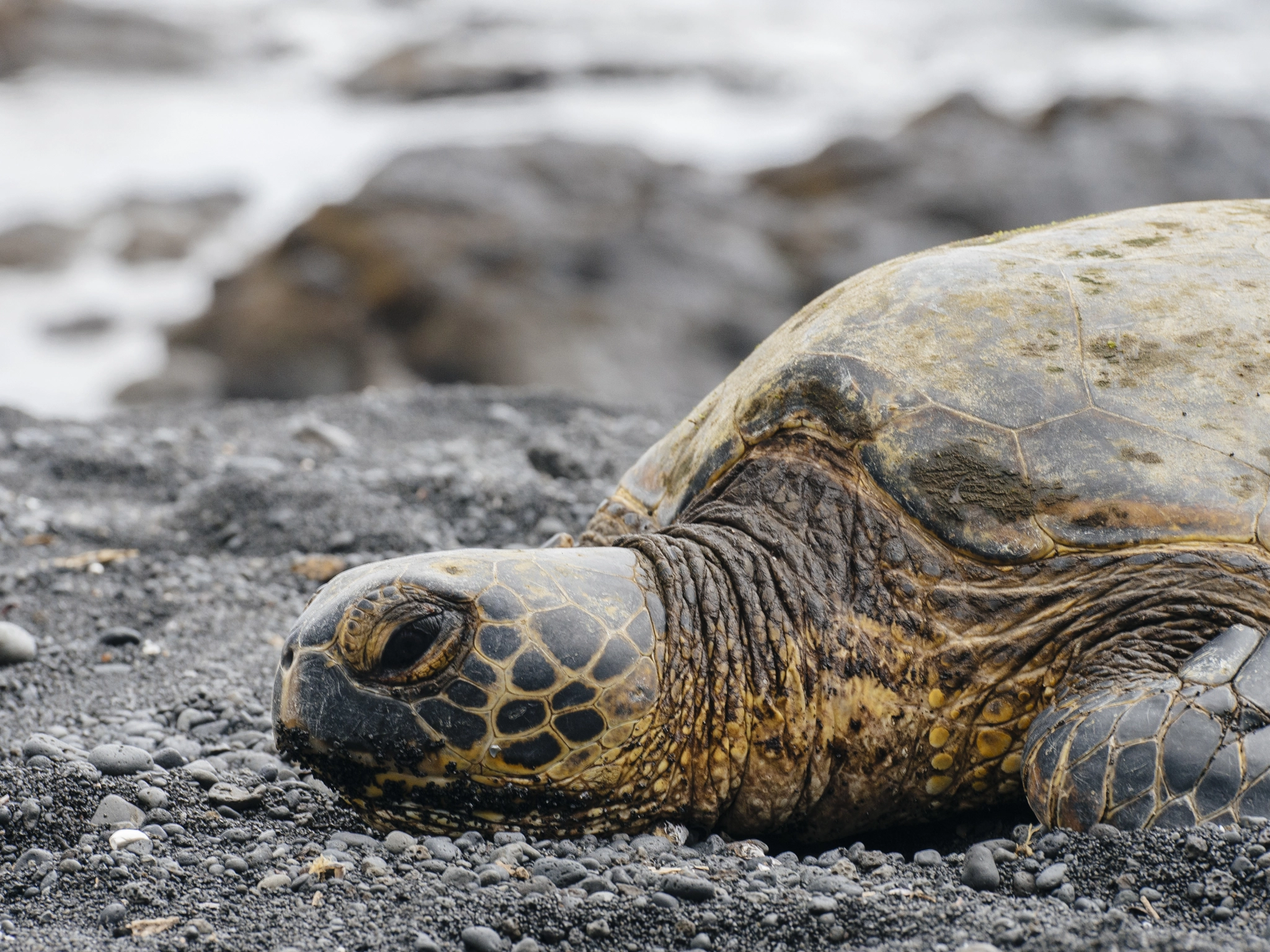 Olympus OM-D E-M5 + Panasonic Lumix G X Vario 35-100mm F2.8 OIS sample photo. Hawaii photography