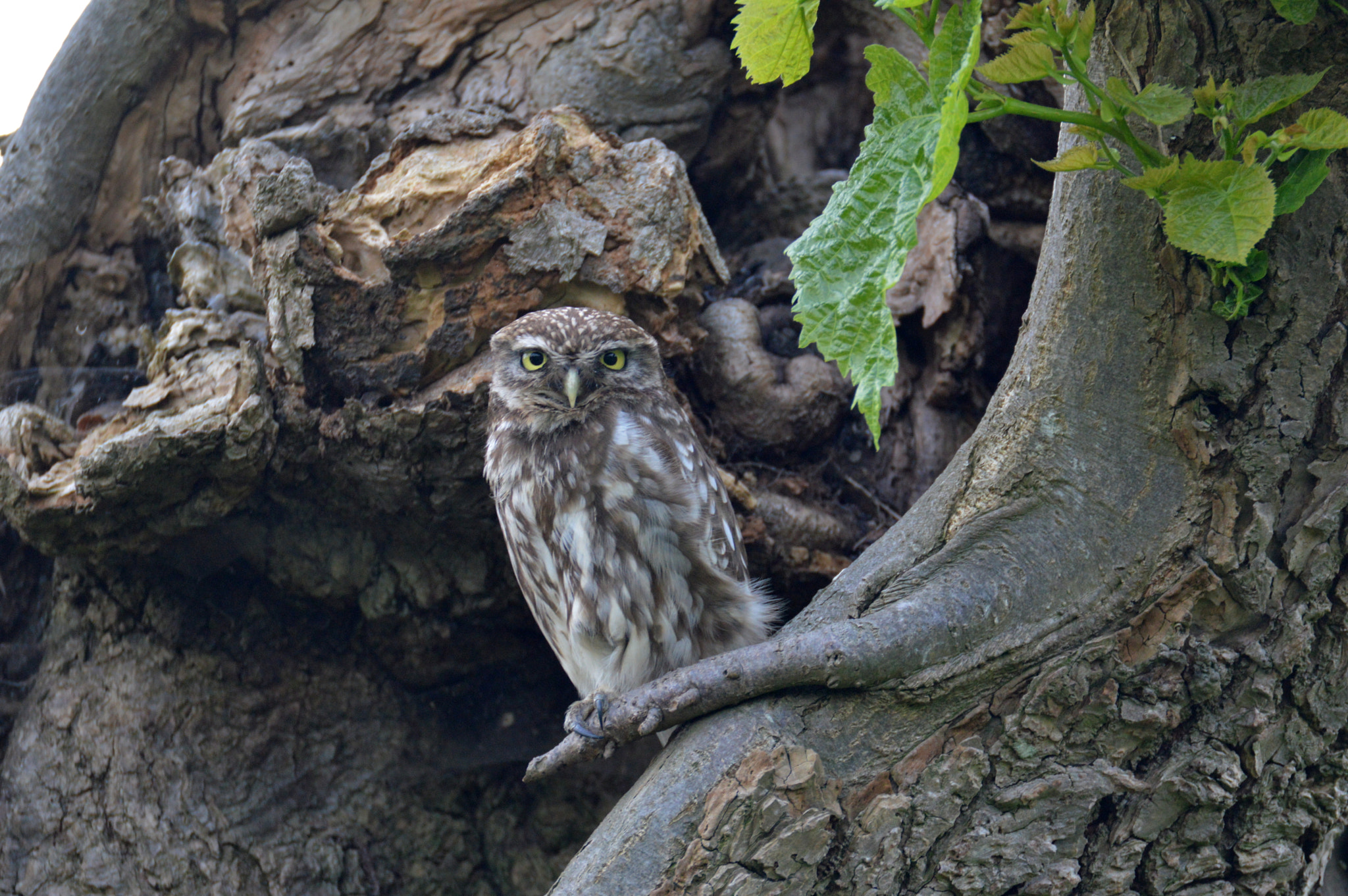 Nikon D3200 + Tamron SP 150-600mm F5-6.3 Di VC USD sample photo. # little owl ( the netherlands ) photography