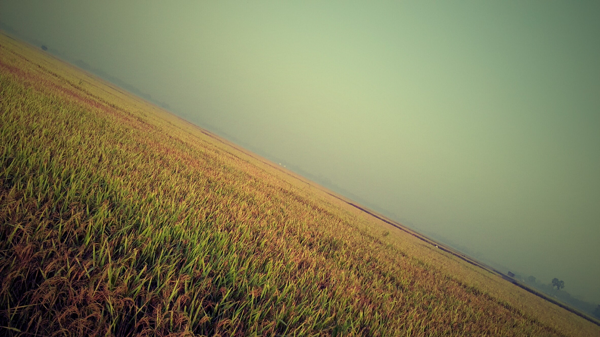 Samsung Galaxy On5 sample photo. Paddy field photography