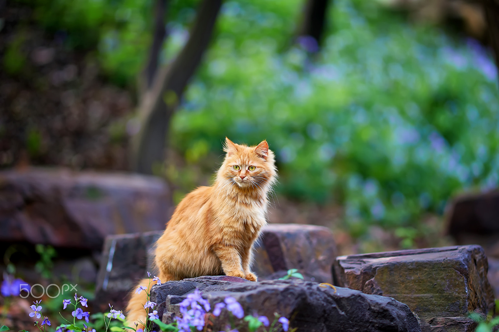 Sony Sonnar T* 135mm F1.8 ZA sample photo. Grace photography