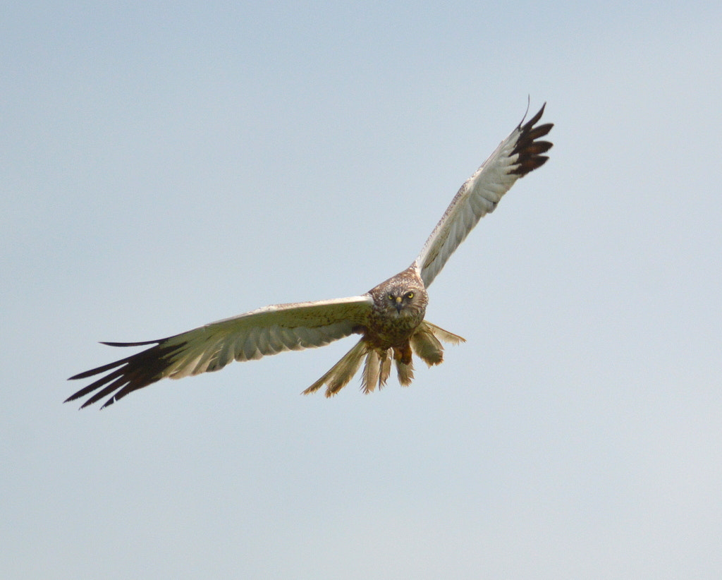 Nikon D3200 sample photo. #kite photography